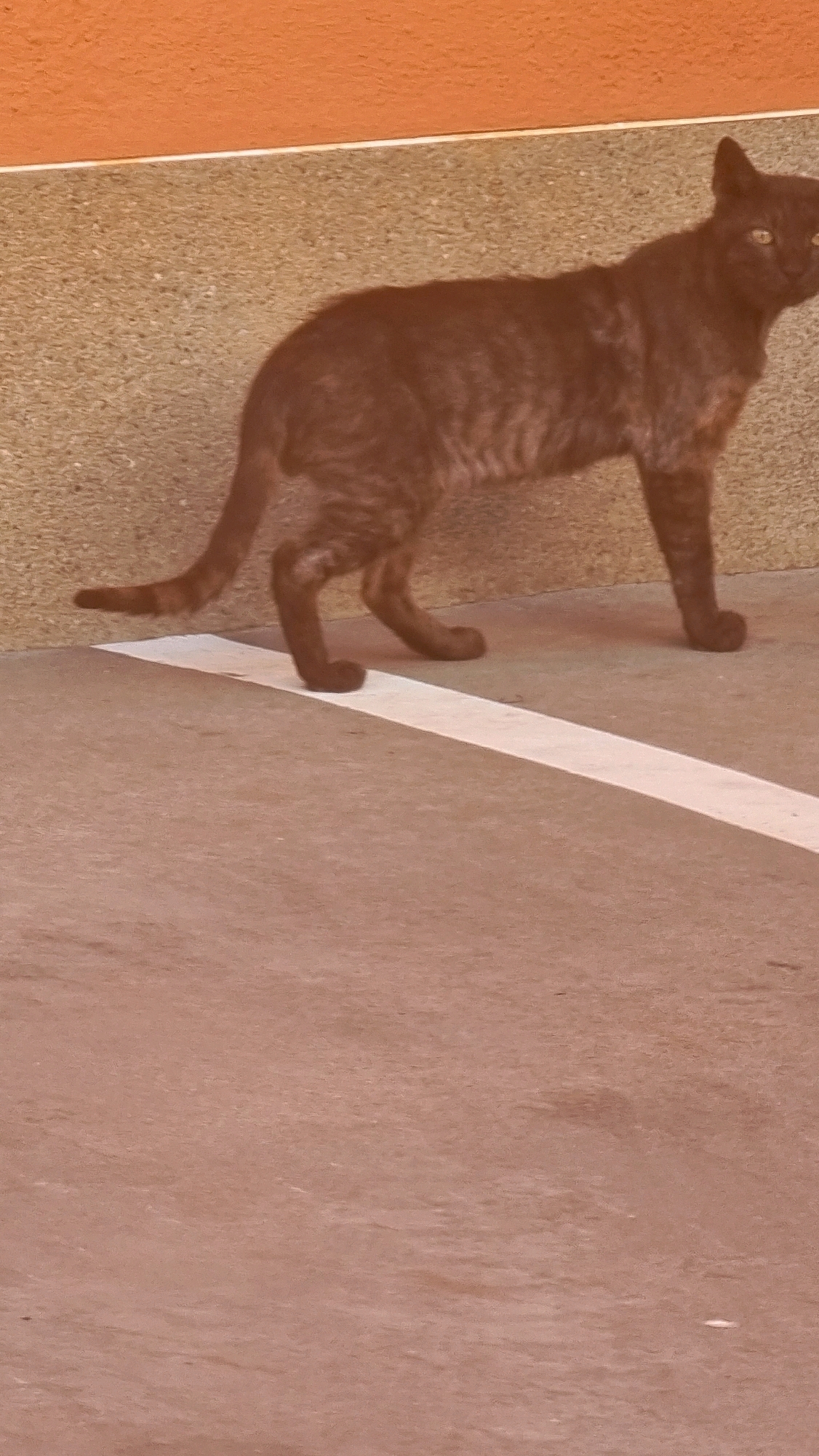 A dark brown tabby cat is walking on a concrete surface next to a textured wall. The cat is in profile, facing to the right. A white line runs across the concrete in front of the cat. The wall behind the cat is rough and light brown, and above it is an orange surface. The lighting suggests it is daytime. The image was taken in Sant Joan Les Fonts, Spain.