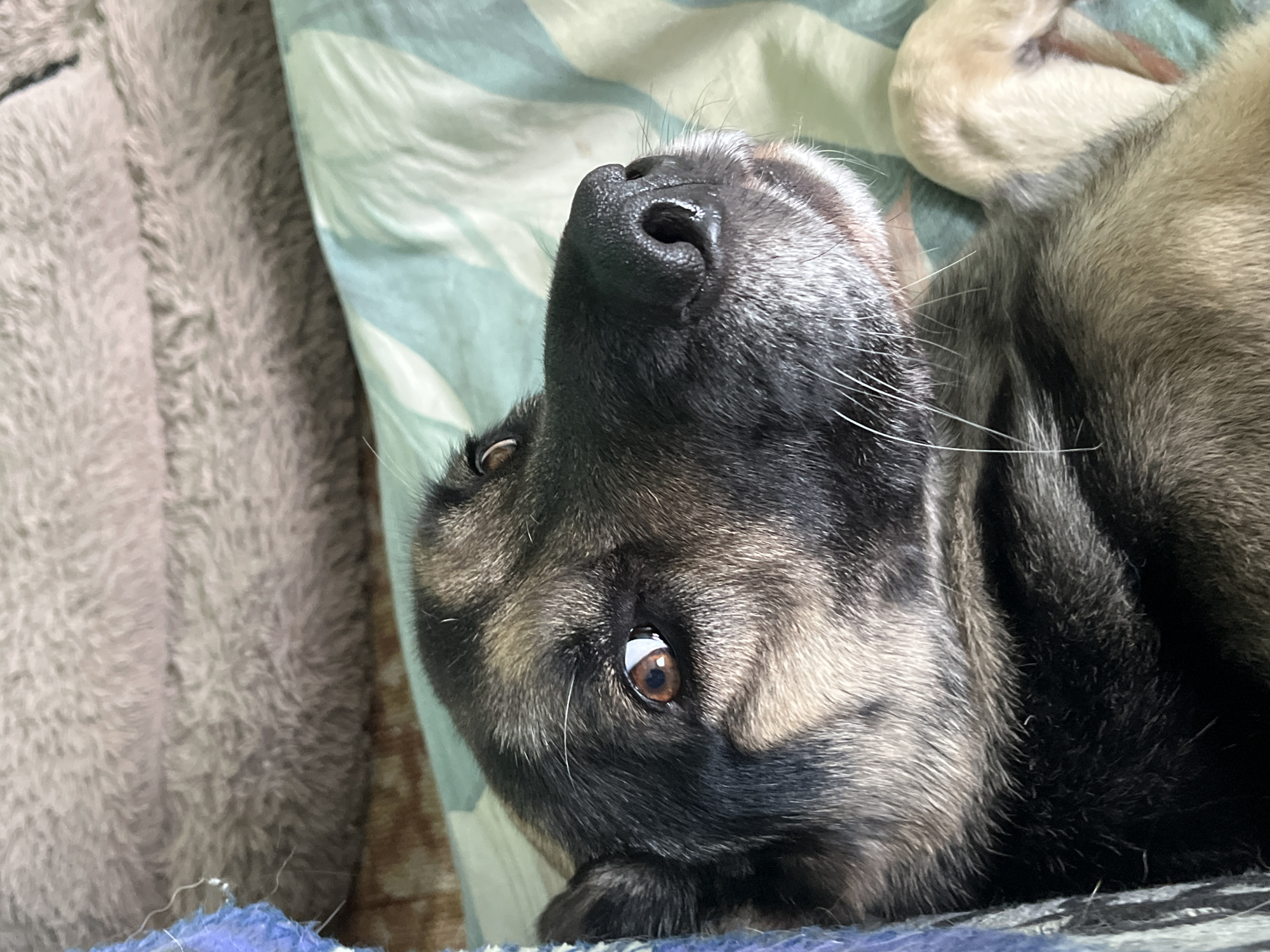 The image shows a close-up of a German Shepherd dog lying on its back on a bed with a striped blue and green duvet. The dog's head is tilted to the side, with its brown eyes looking upwards and to the left. Its black nose is prominent, with white whiskers. The dog's fur is a mix of black, tan, and gray. A fluffy gray blanket is visible in the background. The image does not provide any information about the location in Nizhny Tagil, Russia.