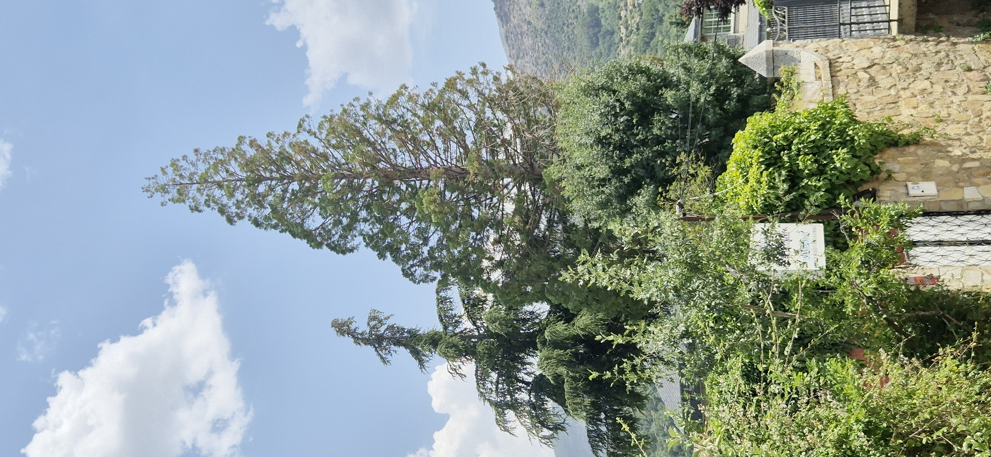 This media file shows an outdoor scene on a sunny day. The main subjects are a tall coniferous tree with sparse branches and green foliage, as well as other lush green trees and foliage. In the background, a stone wall with ivy growing on it is visible, along with a building with a metal grate and a window. A mountainous landscape can be seen further in the distance, under a bright blue sky with scattered white clouds. A white sign with some text is partially obscured by branches in the foreground. The scene appears to be a natural or semi-rural setting, possibly a garden or a hillside. The overall mood is peaceful and serene. No people are visible in the image. The time of day is likely daytime, given the bright sunlight.