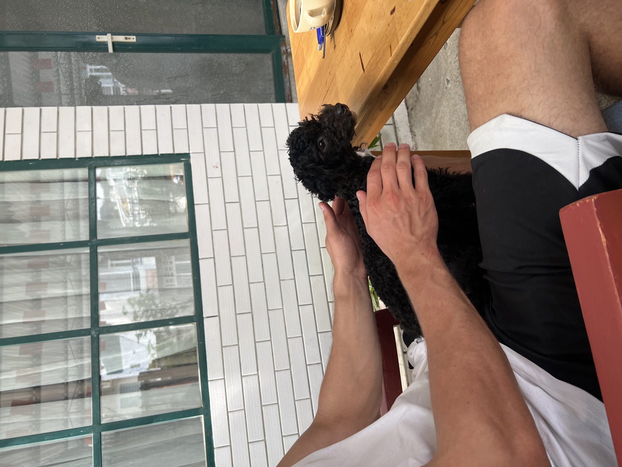 A person is sitting at a wooden table, petting a small, black dog, possibly a poodle mix, in what appears to be an outdoor setting. The person is wearing a white t-shirt, black shorts with white trim, and has fair skin. The dog is held in the person's lap and is facing upward. The environment includes a wall with white, rectangular tiles and a multi-pane window with green trim. There is a wooden table with a white mug and a blue pen on it. The location resembles a backyard or patio adjacent to a building. The overall impression is a candid moment of affection between a person and a dog. There is no evidence to confirm the location to be Bac Nha Trang Ward, Vietnam, so it will not be included.