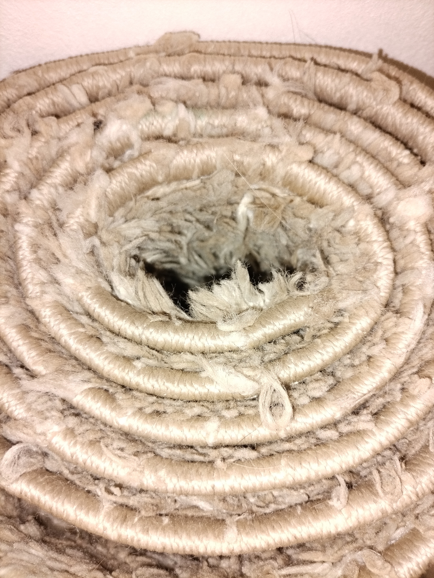 The image shows a close-up, coiled view of a beige, shag rug. The rug is rolled up, revealing concentric circles of its texture. The fibers are long and appear somewhat frayed or shedding, with lighter and darker strands intermingled, creating a textured, fluffy appearance. The center of the roll is dark and out of focus, suggesting depth and the interior of the coiled rug. The surface of the rug shows visible individual strands and tufts of fiber, with some areas appearing more dense and others more sparse. The overall impression is one of a soft, plush textile. There are no people, animals, or external environmental features visible, as the image is focused solely on the rug's material and form. The background, visible at the top, is a plain, light-colored surface, possibly a wall or ceiling.