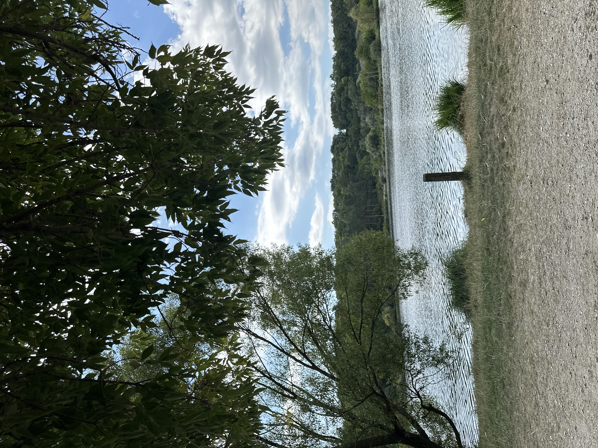 The image depicts a serene natural landscape with a body of water, likely a lake, in the foreground and midground. The water exhibits a textured surface with ripples, suggesting a gentle breeze. Along the shoreline, there is a strip of dry, grassy terrain, transitioning to a dirt or gravel path in the immediate foreground.
Dominating the upper portion of the frame is a dense canopy of green leaves from a large tree, casting dappled shadows. To the left, the branches of another tree with fine foliage reach towards the water. In the background, a verdant, tree-lined hill forms a natural backdrop to the lake. Above, a partly cloudy sky with white cumulus clouds is visible. A single, weathered wooden post stands upright on the grassy bank near the water's edge. The overall scene is one of tranquility and natural beauty.
The location is described as being in the city of Makiv, Ukraine.