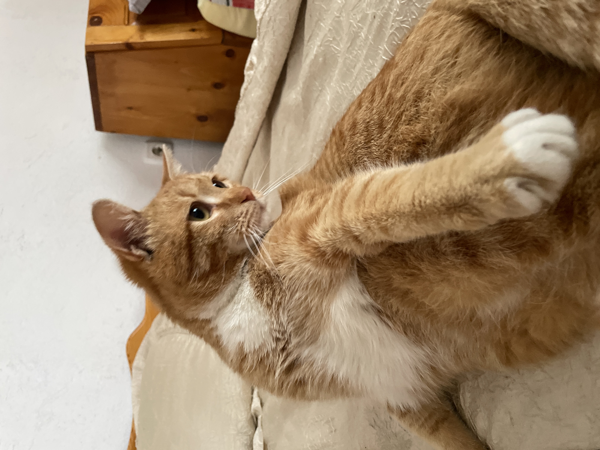A close-up shot shows an orange tabby cat with white paws and chest, lying on a cream-colored, textured fabric. The cat is looking upwards with its paws raised. A wooden shelf or cabinet is visible in the upper left corner of the image. The location is unknown, as it cannot be determined from the photo that it is in Zlatograd, Bulgaria.