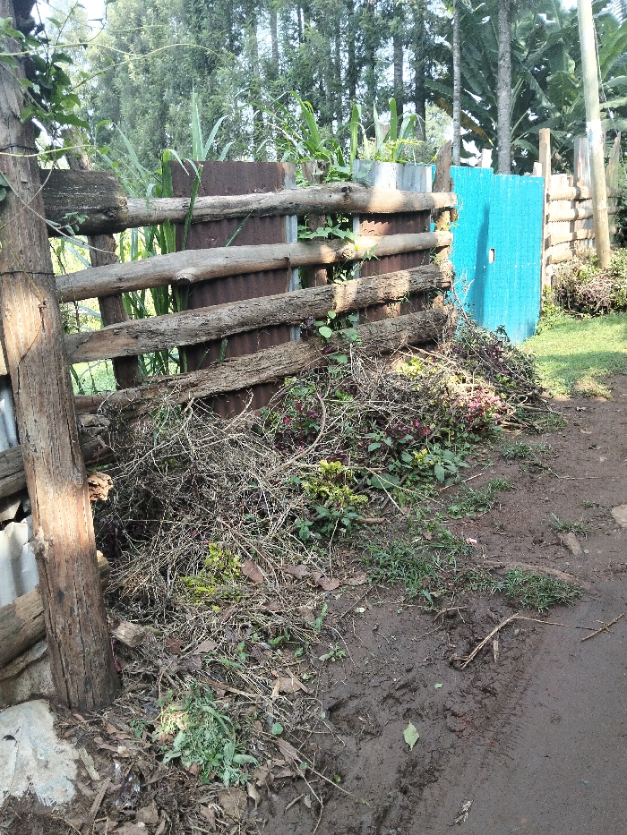 This image, located in Nyansiongo ward, Kenya, depicts an outdoor scene focusing on a rudimentary fence line adjacent to a dirt path. The foreground features a reddish-brown dirt path with visible tire tracks and faint footprints, scattered with dry leaves and small green weeds. Adjacent to the path, a substantial mound of dry, tangled branches, twigs, and other vegetative debris, mixed with live green and red-leafed plants, rests against the fence. The fence is constructed primarily of three horizontal rows of unpeeled, weathered wooden logs or branches, secured to vertical posts, and backed by sections of rusted corrugated metal sheeting. Behind this metal, tall green plants, possibly sugarcane, are visible growing. To the right, a bright blue corrugated metal sheet forms a vertical panel, possibly a gate or fixed section of the fence, exhibiting surface irregularities. The background consists of dense green foliage, including tall, slender trees and broader-leafed trees. The scene is illuminated by bright, direct sunlight, casting shadows. No individuals or animals are present.