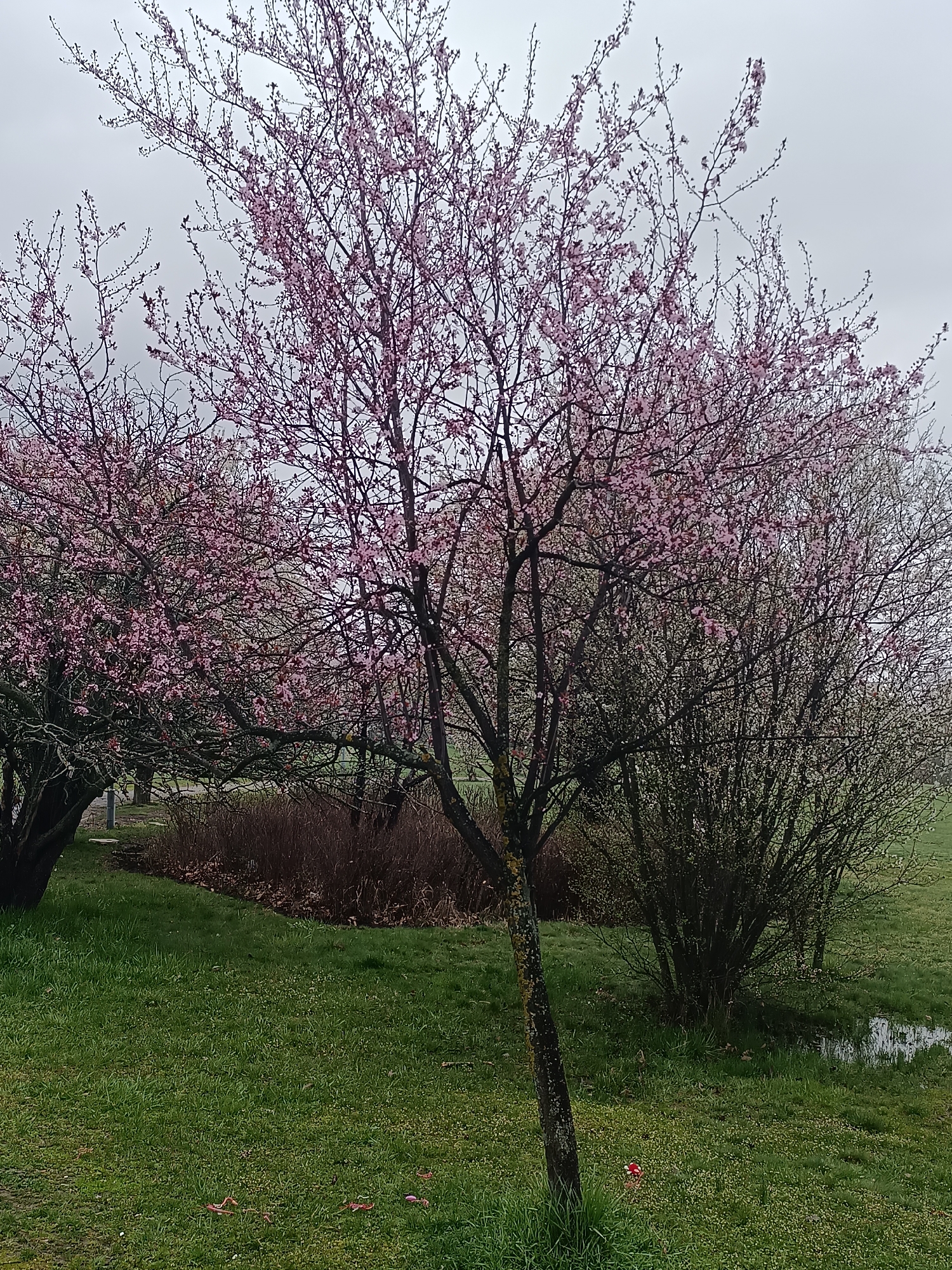The image depicts a park scene in Sofia, Bulgaria on an overcast day. In the foreground, a sparsely flowering tree with pink blossoms stands in a field of green grass. Patches of the grass show signs of dampness. A small puddle of water is visible near the base of a bush to the right of the tree. Behind the foreground tree, other trees and bushes are visible. Some of these trees also show pink blossoms while others are more bare. In the far background, the sky is a uniform gray. No people, animals, or vehicles are visible.