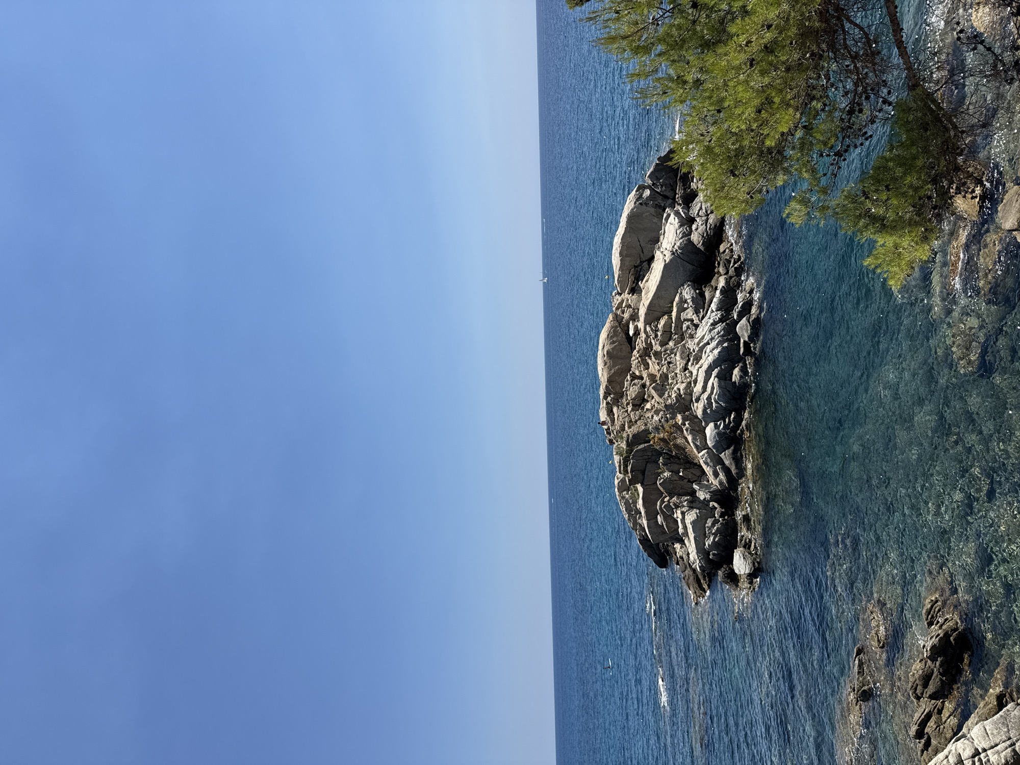 A tranquil ocean scene unfolds under a clear blue sky. In the center, a rocky island, topped with weathered grey and tan stones, emerges from the turquoise waters. The water itself is incredibly clear, revealing submerged rocks and sand beneath the surface. To the right, the lush green branches of a pine tree, adorned with dark pinecones, hang over the water, adding a touch of vibrant life to the coastal landscape. The horizon is marked by the deep blue expanse of the sea, with distant, faint white specks suggesting sailing boats or other watercraft. The rocky foreground, characteristic of the coastline in Castell d'Aro, Platja d'Aro i s'Agaró, Spain, slopes down towards the water, dotted with smaller rocks and a sparse scattering of low-lying vegetation. The overall impression is one of peaceful, natural beauty.