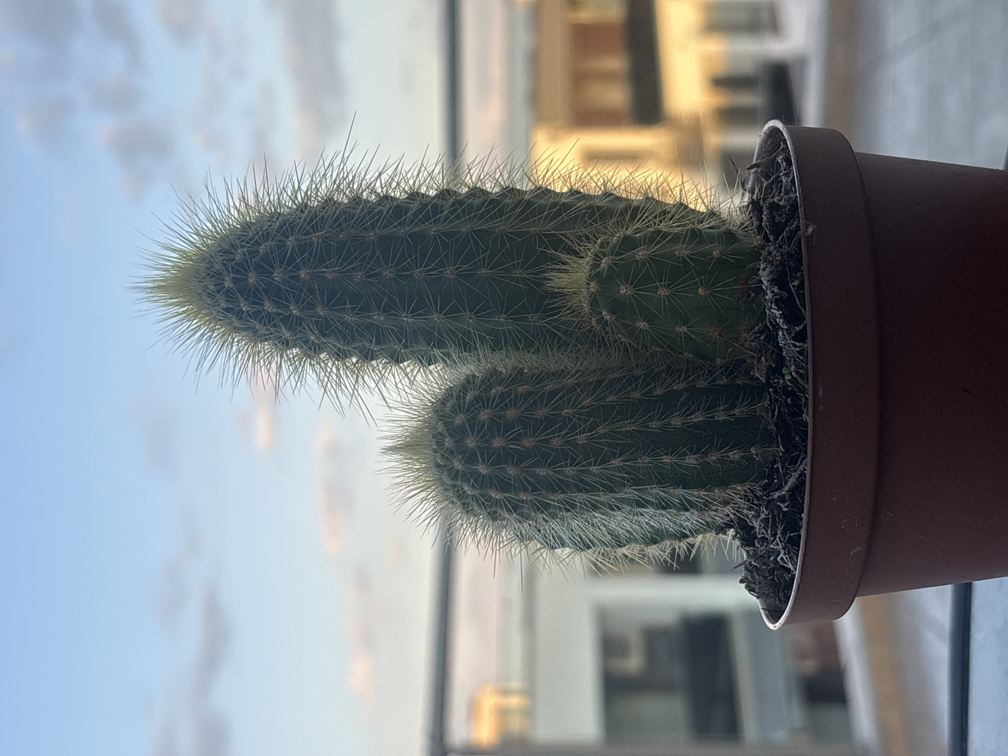 The image depicts a cactus in a brown plastic pot. The cactus has two main stems, both covered in sharp, needle-like spines. The tops of the stems appear to be a lighter green color. The pot contains dark, dry soil. The background is blurred and shows a building and a sky with light clouds. The scene is likely indoors, possibly near a window. It is not possible to determine the location as Burgas, Bulgaria, based solely on the visual information provided.