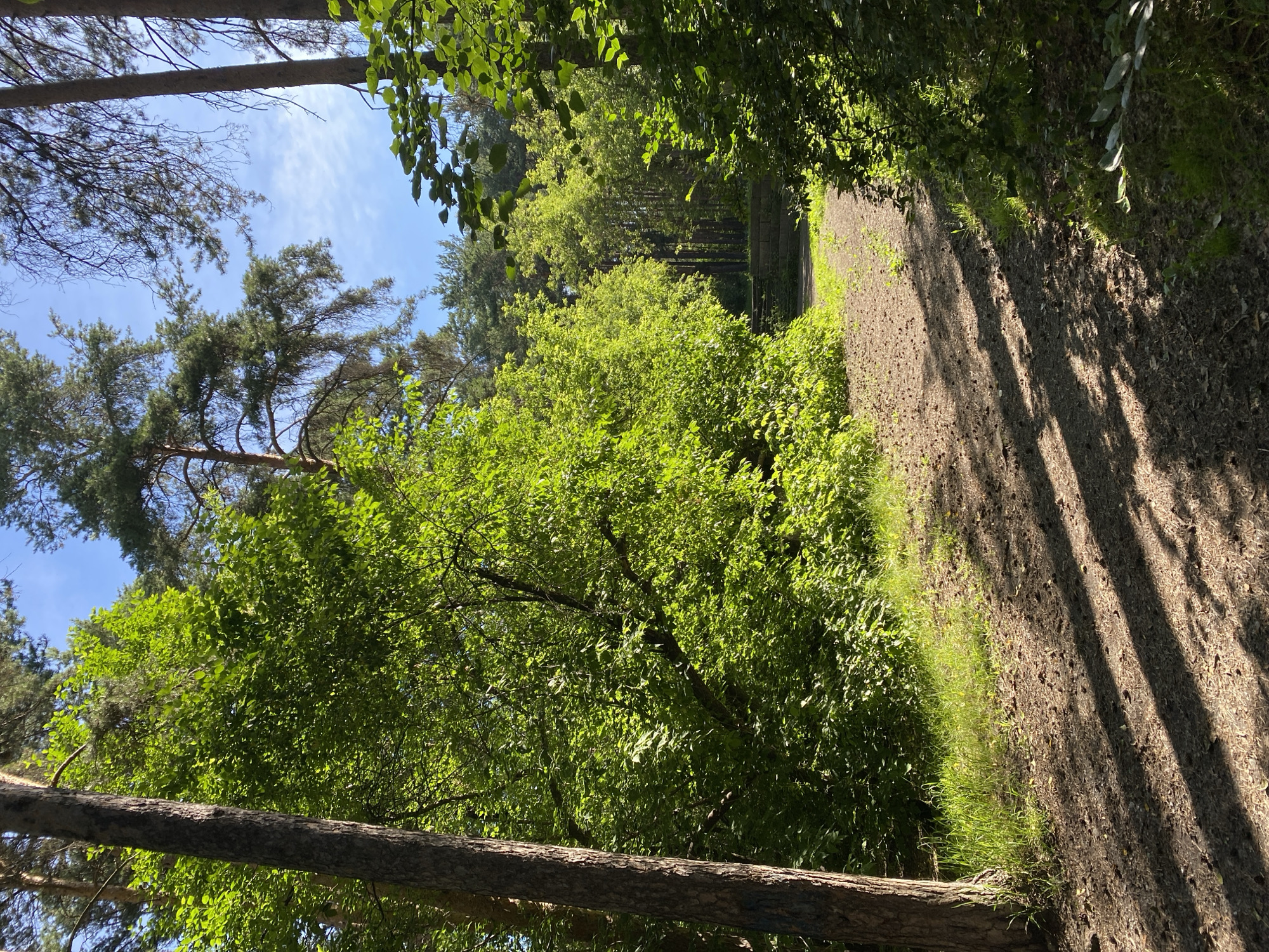 The image depicts a sun-dappled forest path in Yekaterinburg, Russia. The path, composed of dirt and pine needles, winds through dense green foliage. Tall pine trees, their trunks dark and textured, flank the path and extend towards a bright blue sky with scattered clouds. The sunlight creates long, sharp shadows across the ground, indicating it is likely late morning or early afternoon. The overall scene is one of natural serenity, with no people or man-made structures immediately visible beyond the path itself and what appears to be a stone structure or wall in the distance, partially obscured by trees. The vegetation is lush and vibrant, suggesting a temperate season, likely spring or summer.