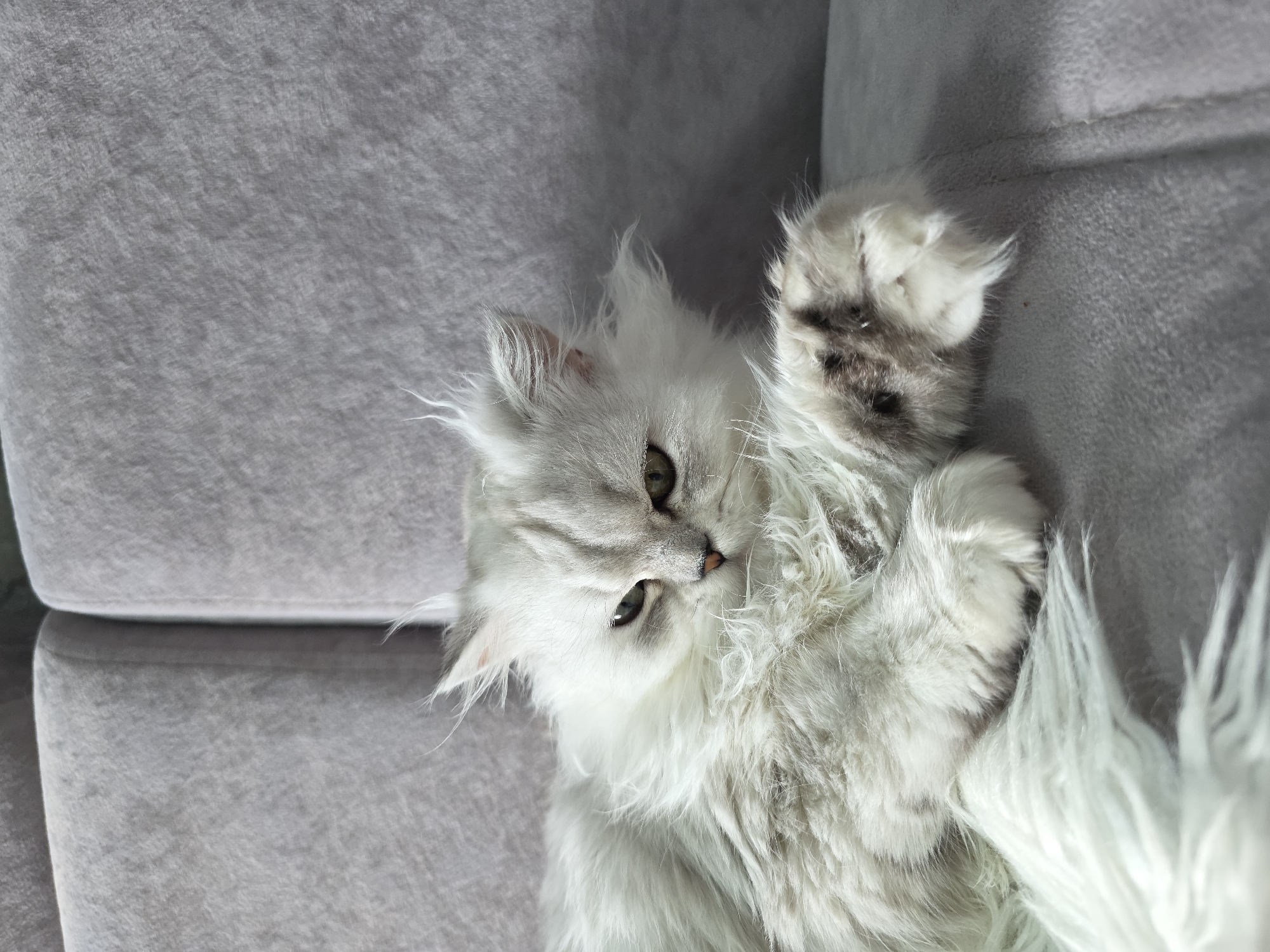 A fluffy white cat with green eyes lies on a grey couch. The cat is in the center of the frame, facing left with its head slightly turned towards the camera. Its fur is long and disheveled, giving it a wild appearance. The cat's front paws are visible, with one paw resting on the couch and the other extended slightly. The background is a plain grey couch with subtle texture. The lighting suggests an indoor setting, likely a living room. The image appears to have been taken in Novocheboksarsk, Russia.
