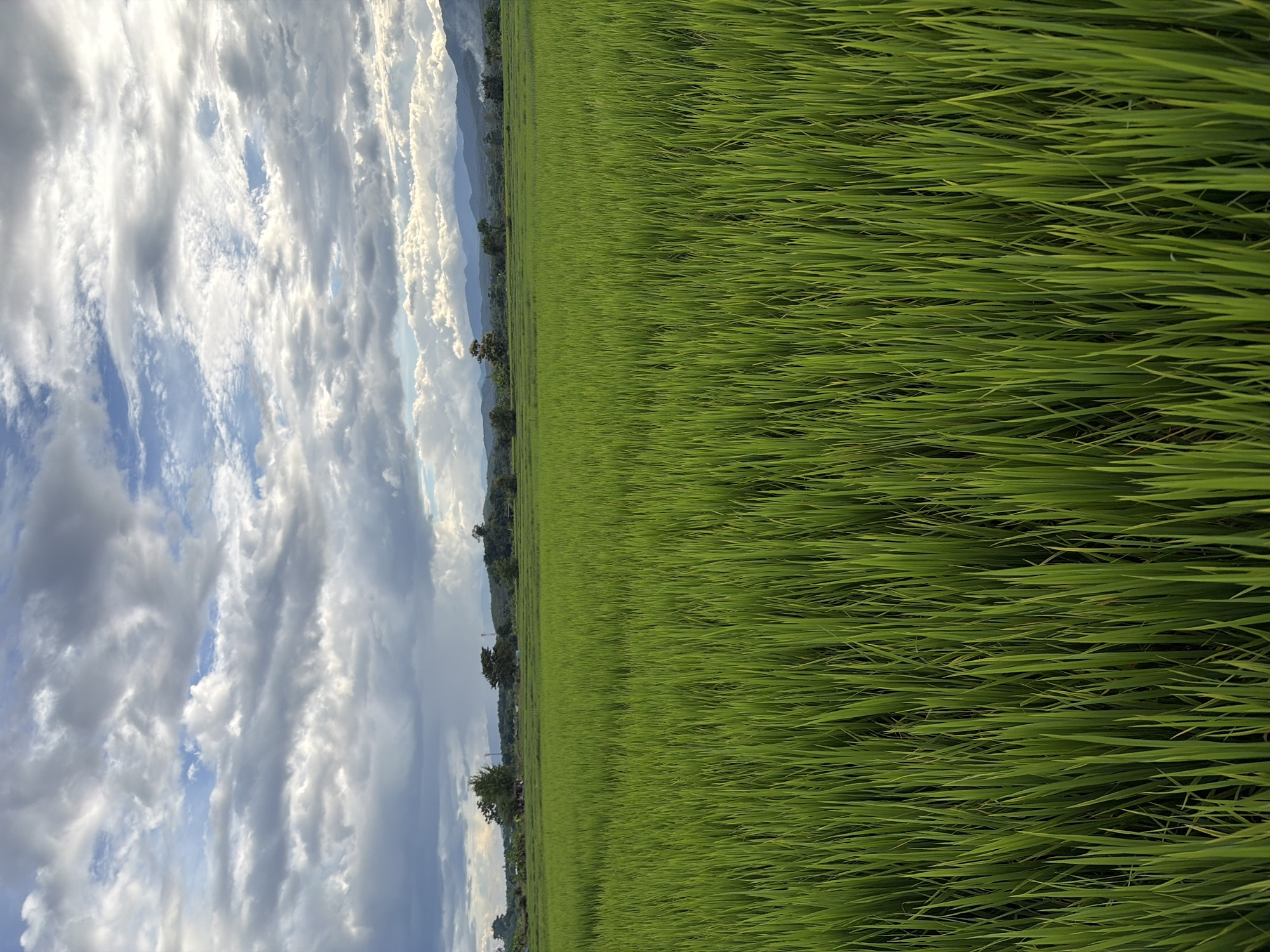 The image depicts a lush, green rice field in Ban Pong, Thailand, under a cloudy sky. The foreground is dominated by the dense stalks of the rice crop, stretching upwards and creating a textured, verdant carpet. In the middle ground, a line of trees marks the horizon, interspersed with distant mountains. The sky above is a dramatic mix of light and dark grey clouds, with patches of blue sky peeking through. The overall scene conveys a sense of natural beauty and agricultural landscape. There are no people or visible actions in the image.