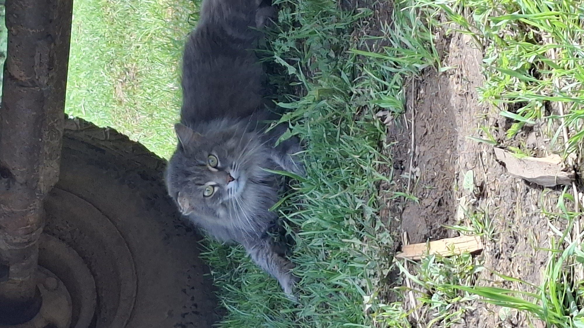 The image shows a gray cat lying in grass near a dirt path and a dirty tire. The cat has green eyes and long fur. The grass is green and lush. The tire is muddy. The dirt path is adjacent to the grass. The location is Шешурга, Russia.