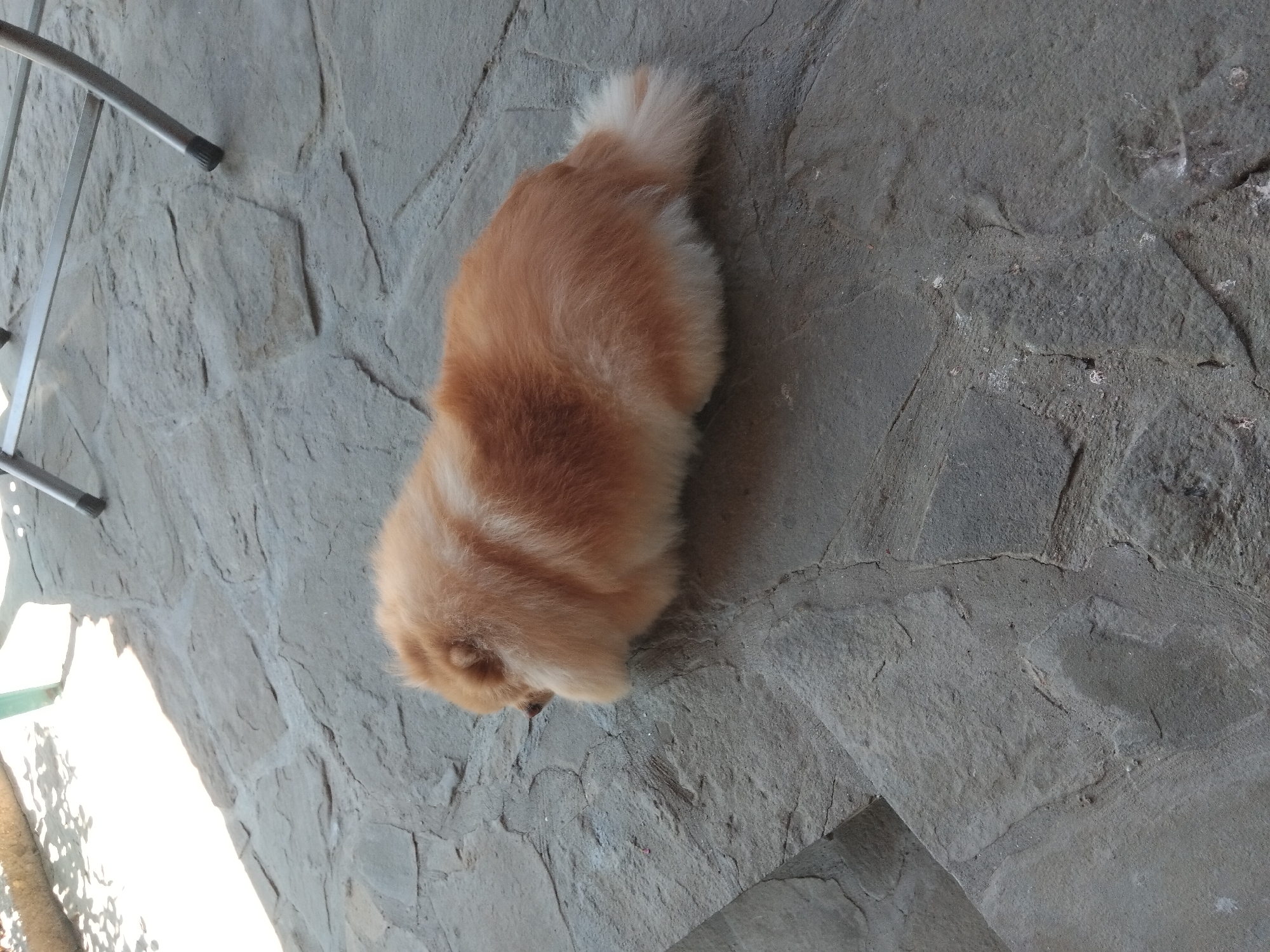 A fluffy, light brown Pomeranian dog is lying on a stone patio outdoors. The dog is positioned on its stomach with its head down, partially obscured by its fur. Its tail is curled upwards and is also covered in fluffy fur. The patio is made of irregularly shaped grey stones. In the background, there is sunlight casting shadows from what appears to be foliage or a structure. A silver metal chair leg is visible in the upper right corner of the image. The scene suggests a relaxed moment for the dog in a natural outdoor setting.