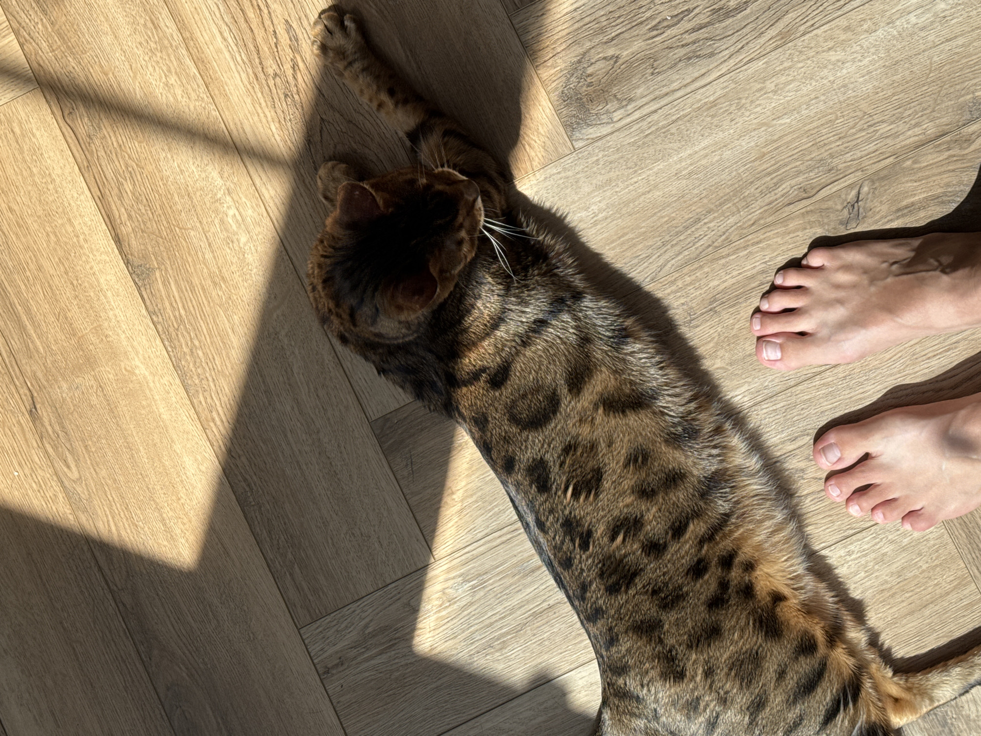 A top-down shot shows a Bengal cat stretched out on a light-colored wood floor next to a human foot. The cat has a brown and black spotted coat and is lying on its back with its head near the upper left corner of the image. Its front paws are stretched out above its head. To the right of the cat is a human foot with neatly trimmed toenails. The floorboards run horizontally across the image. A triangular patch of sunlight falls across the floor and the cat's head, creating a shadow.