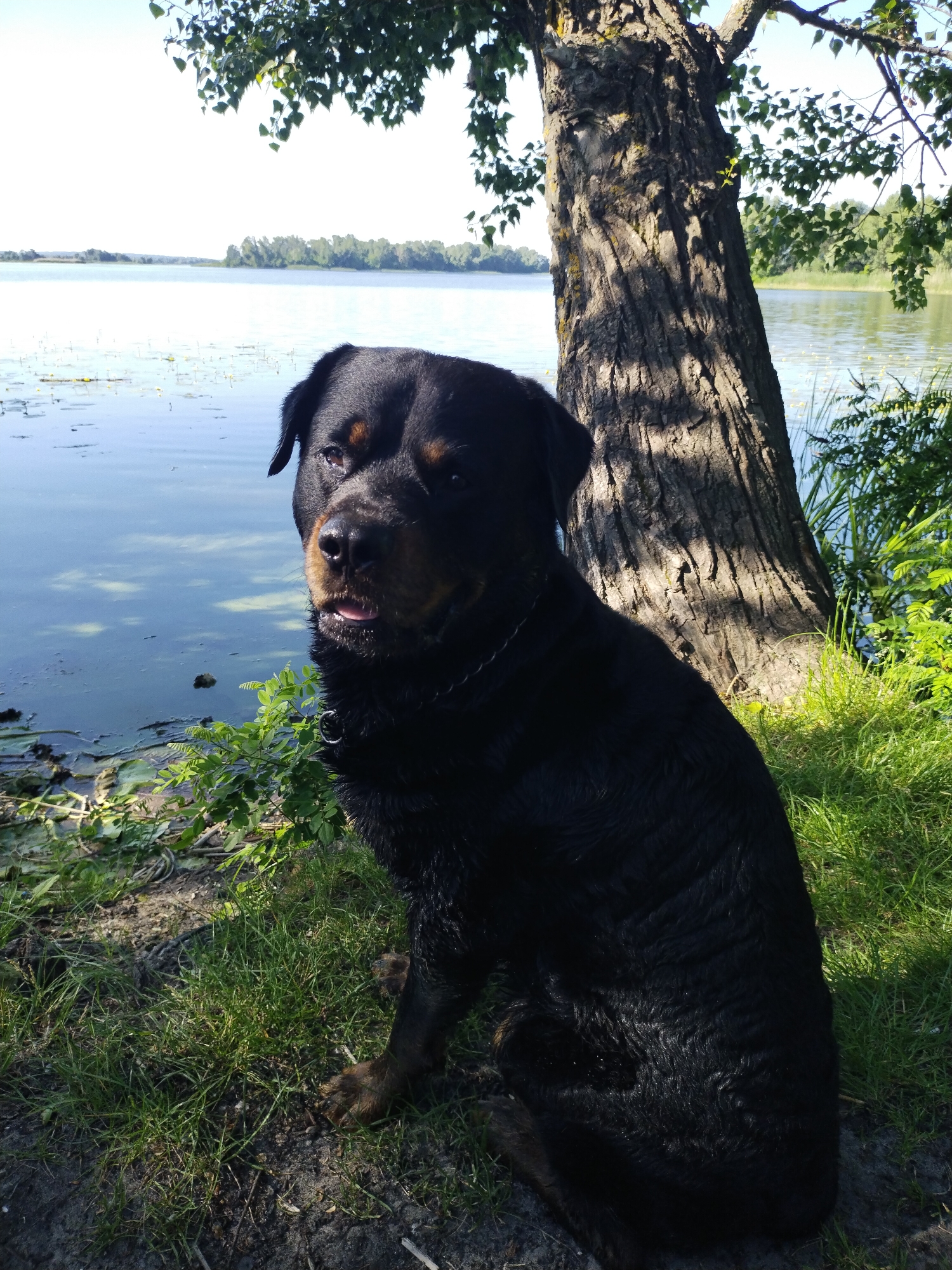 A Rottweiler dog is sitting on the grassy bank of a body of water, possibly a lake or wide river, under the shade of a large tree. The dog is facing the viewer, with its head turned slightly to the left. Its fur appears dark and somewhat wet. The water behind the dog is calm with some light green algae or vegetation on the surface. In the distance, the opposite shore is lined with trees and the sky is clear and bright. The scene is bathed in sunlight, casting shadows from the tree onto the dog and the ground. The location is identified as the embankment of the Kakhovka Reservoir, near the city of Horishni Plavni, Ukraine.