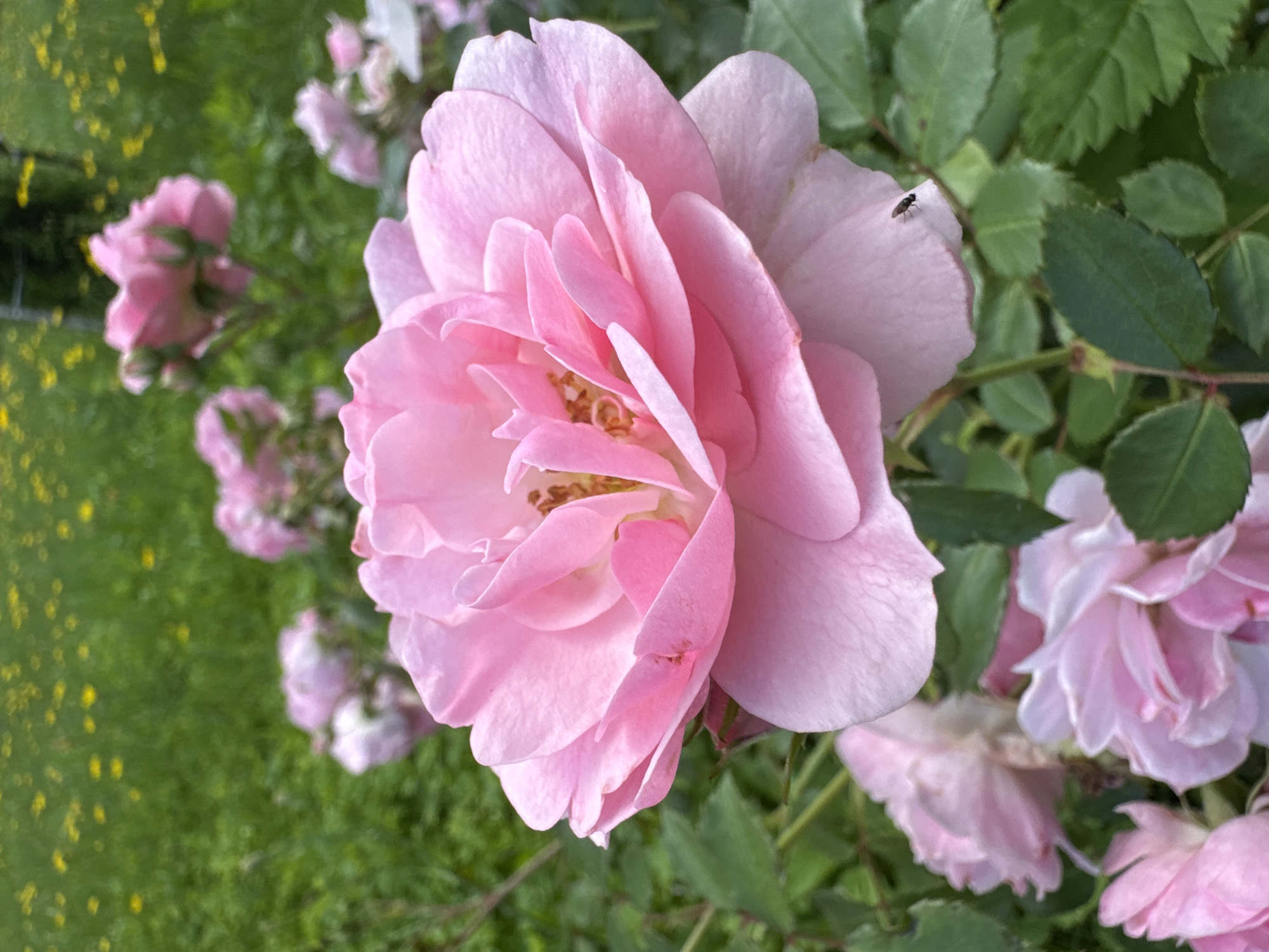 This is a close-up, eye-level, vertical photograph of a blooming pink rose in a garden. The rose is the primary subject, with its petals unfurling and showcasing intricate layers. To the right of the main rose, a small, dark fly is perched on one of its petals. In the background, other pink roses and green foliage are visible, creating a soft, blurred effect. Beyond the garden, a field of yellow flowers is scattered across a green lawn. The overall lighting is natural and soft, suggesting an outdoor setting on a bright day. The image does not contain any information about Saint Petersburg, Russia.