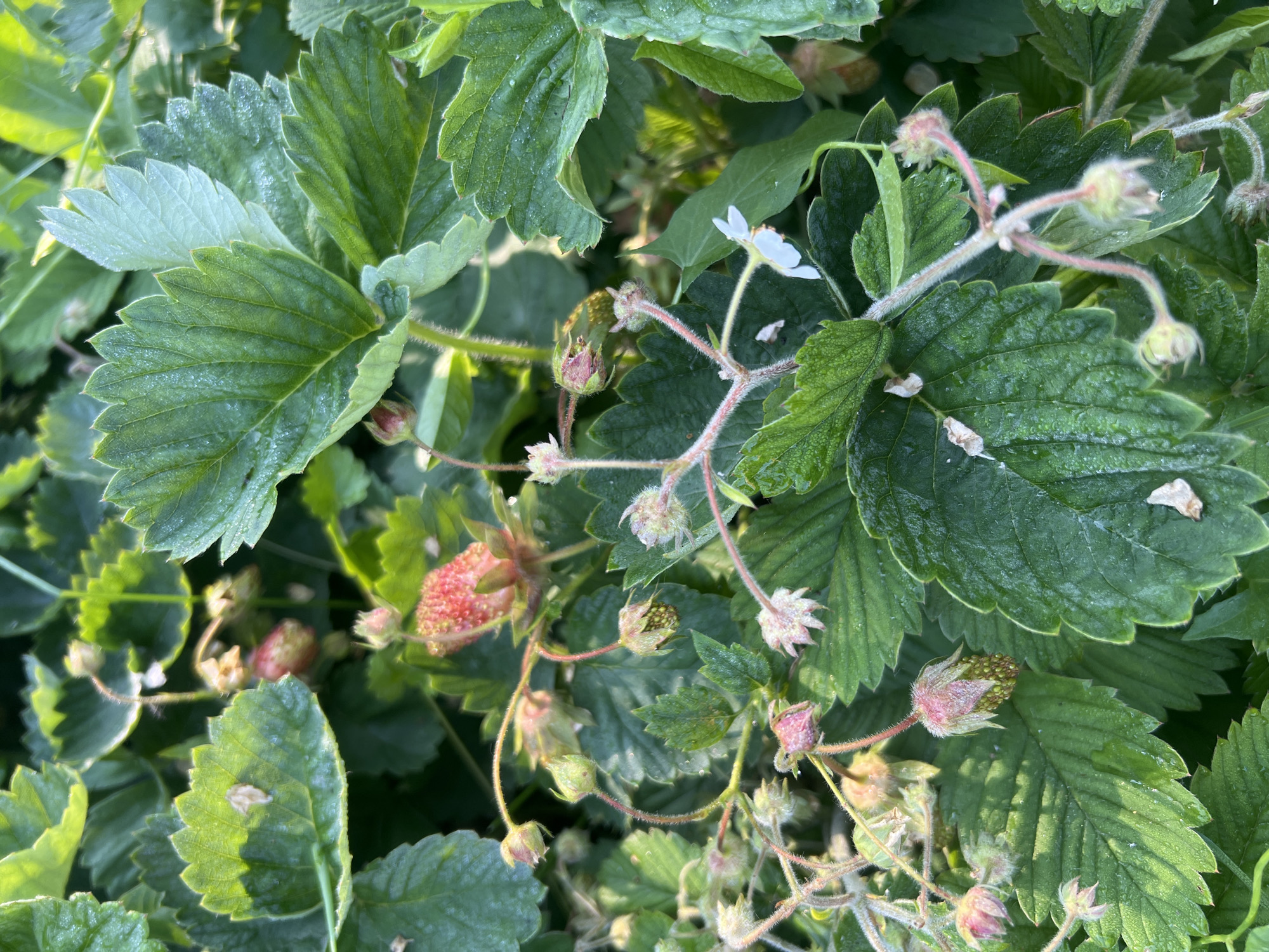 A close-up, overhead view shows a cluster of wild strawberry plants with green leaves and several developing fruits in various stages of growth. Some of the fruits are small and green, while others are beginning to turn pink or red. There are also a few small white flowers visible. The leaves are slightly wet, suggesting recent rain or dew. The overall scene is one of natural growth and the early stages of fruit development. This image was captured in Mochishche, Russia.