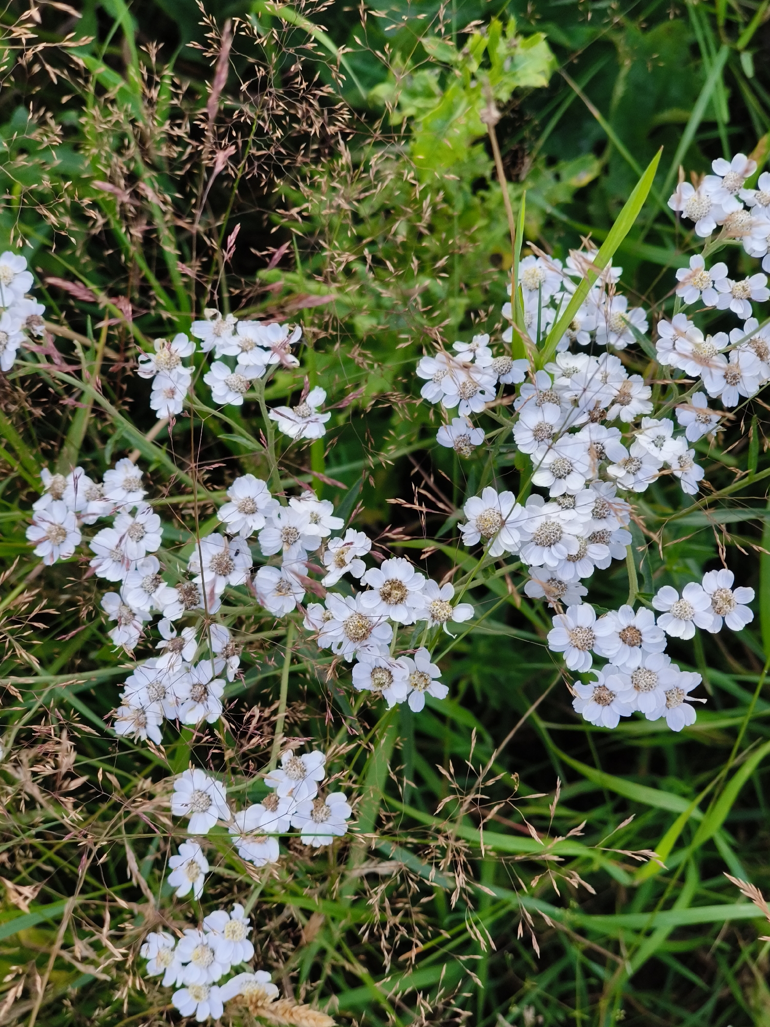 The image shows a close-up view of white wildflowers, likely yarrow, growing in a grassy field. The flowers have delicate white petals and brown centers. They are clustered together on thin green stems, surrounded by blades of grass and stalks of dry, golden-brown grass. The background is a blur of green foliage. The lighting suggests it is daytime, possibly late afternoon or early evening, with soft shadows. The scene depicts a natural, outdoor environment. The image is a still photograph and does not depict any people or discernible actions. Based on the prompt, this scene is located in the city of Khittolovo, Russia.