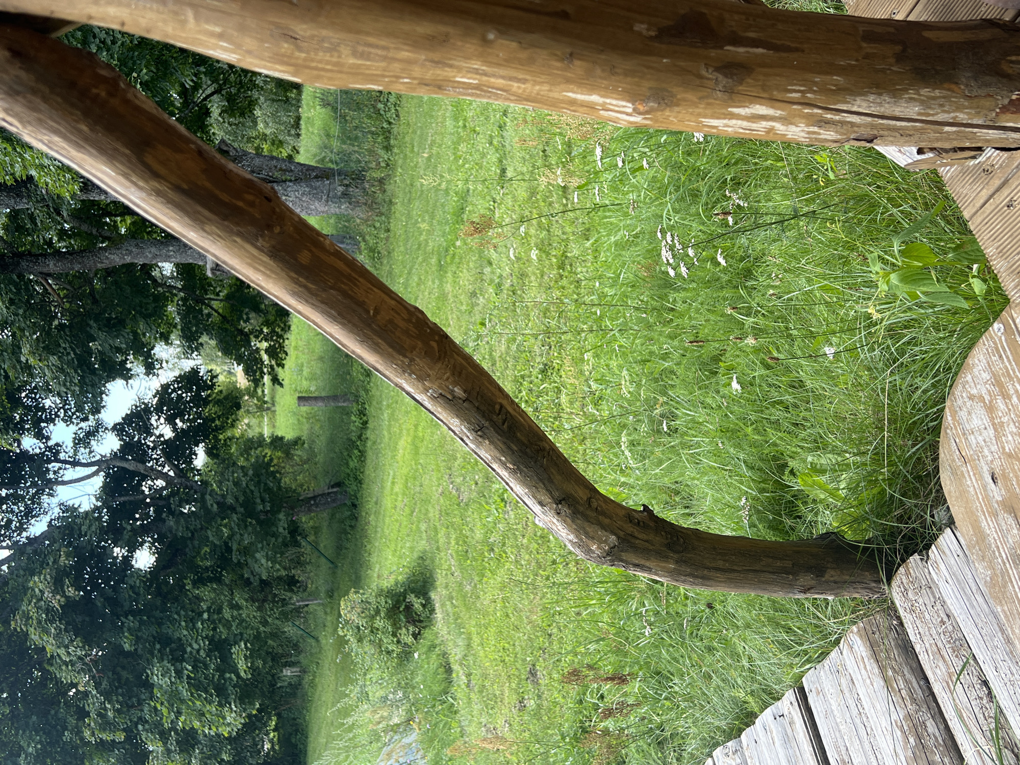 The image depicts a close-up view of a wooden railing and a wooden walkway, set against a backdrop of lush green grass and trees. The railing is made of natural, unprocessed wood, with visible bark and grain. The walkway appears to be constructed from weathered wooden planks. In the background, a field of green grass is dotted with small white wildflowers and taller, dry grass stalks. Several trees with dense green foliage are visible, creating a natural, outdoor environment. The scene is consistent with the grounds of a rural property or park in Norviliškės, Lithuania, likely a setting that emphasizes natural materials and a rustic aesthetic. There are no people or animals present in the image.