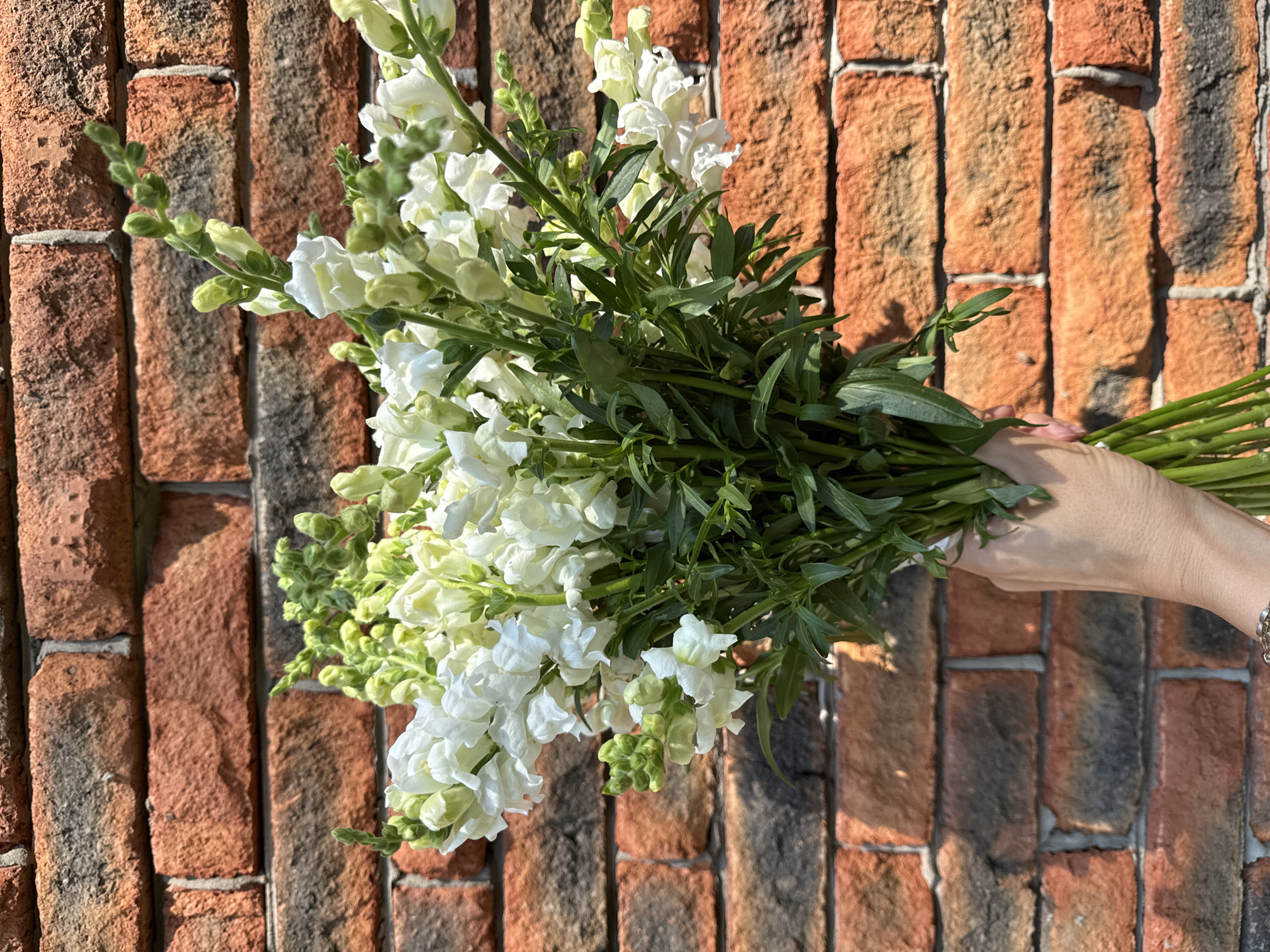 A close-up, eye-level shot showcases a bouquet of white snapdragon flowers held in a person's hand against a brick wall. The flowers are mostly open, with some buds still visible. The brick wall, consisting of reddish-brown bricks with dark gray mortar, serves as the background. The hand, holding the bouquet at the stems, is positioned on the right side of the frame, with a wrist adorned with a bracelet. The lighting suggests it is daytime, with shadows cast on the wall. There is no discernible urban landscape beyond the immediate vicinity of the brick wall. The location is not specified in the image.