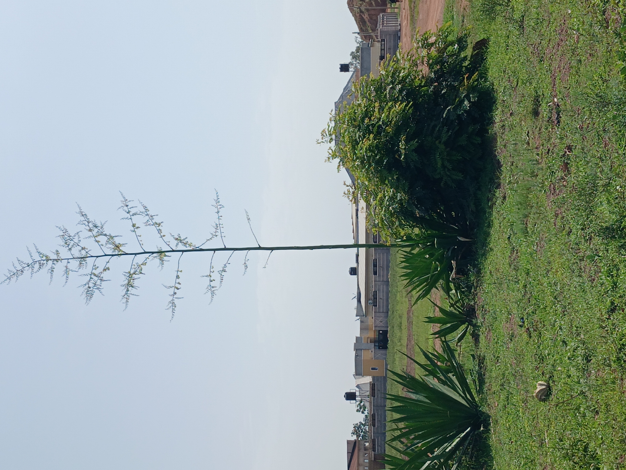 In Katon Rikkos, Nigeria, this image captures an outdoor scene dominated by a tall, slender plant with a branching stalk topped with small, sparse leaves or flowers, reaching high into a clear, pale blue sky. In the foreground, lush green grass is interspersed with clusters of spiky, dark green agave plants. A dense, leafy green bush is positioned to the right of the agave plants. Behind the vegetation, a low-rise building complex is visible, featuring light-colored walls and grey roofing, with water tanks mounted on some of the structures. A concrete wall with vertical accents runs along the front of the buildings, separating them from the grassy area. The overall environment suggests a developing or semi-developed area, possibly on the outskirts of a settlement, with a mix of natural vegetation and constructed buildings. No people are prominently visible, though a distant figure can be discerned on the right edge of the image near a pathway.