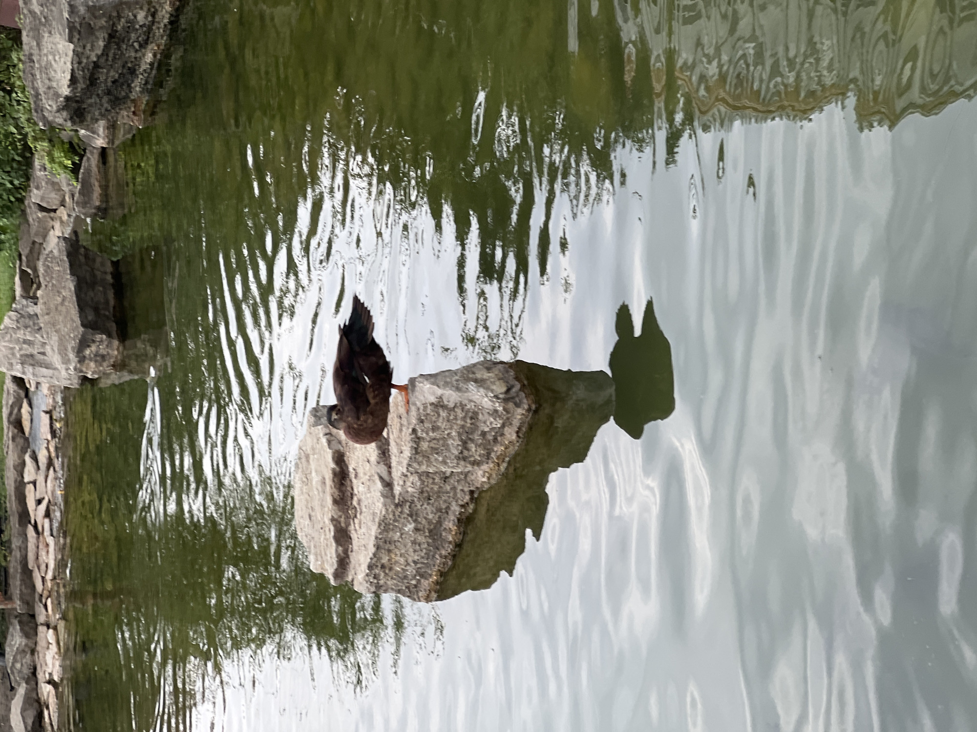 A single brown duck stands on a rectangular rock in the middle of a body of water. The duck is facing to the right, with its head lowered. The water is green and reflects the sky and surrounding rocks. The rocks are rough and appear to be natural formations. The scene is likely in a park or natural area. The image does not provide any specific details that would allow for the identification of its location within Argun, Russia.