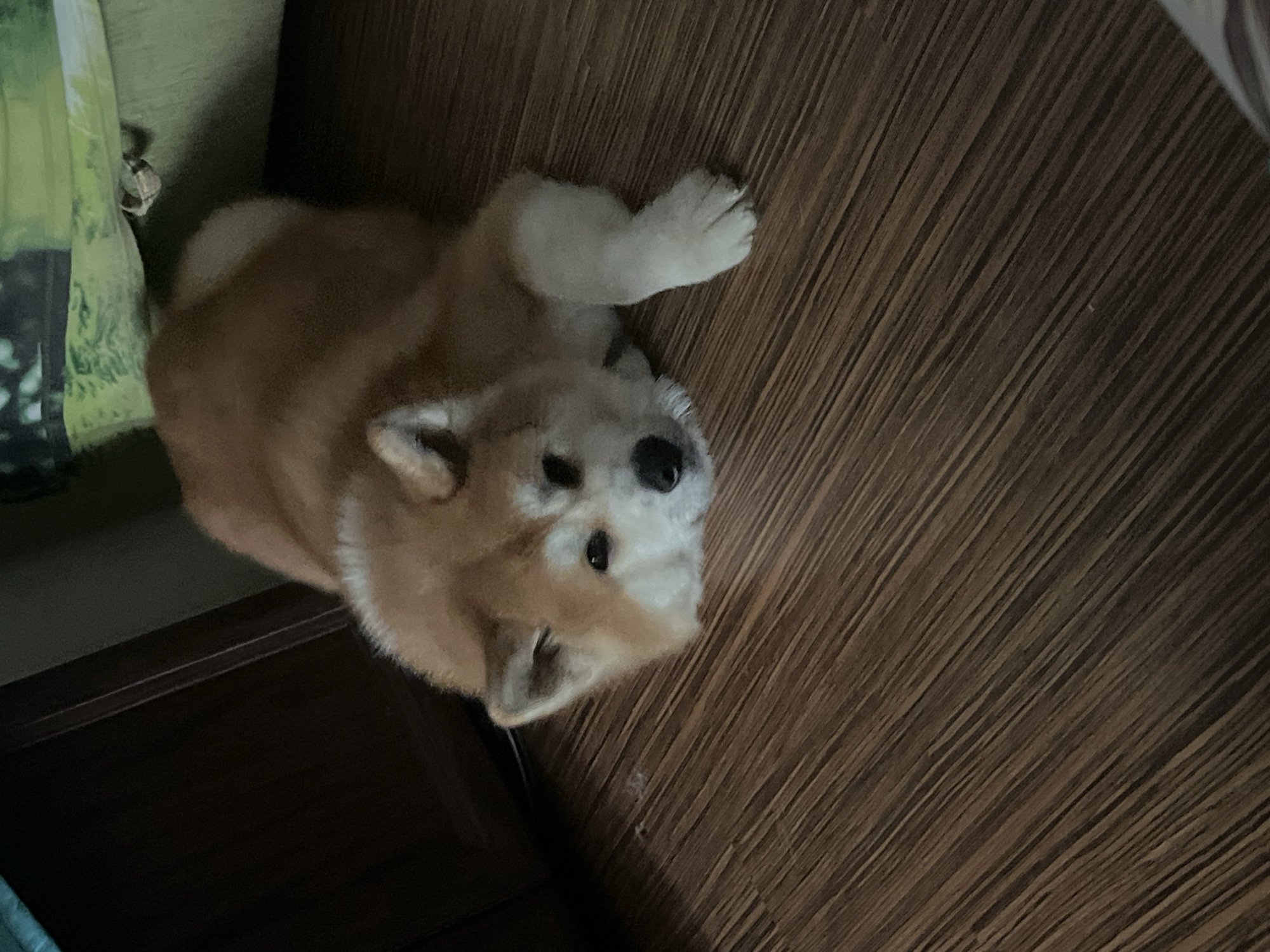 An Akita dog is lying on a wooden floor in what appears to be a domestic setting. The dog is light brown and white with dark eyes and a black nose. Its head is resting on the floor. In the background, a dark brown piece of furniture is visible on the left, and a green-patterned object, possibly a blanket or cushion, is in the upper right corner. The lighting is dim, suggesting it may be evening or an interior space with limited natural light. There are no people or other animals visible in the image. The location of this scene is not determinable from the visual information provided.