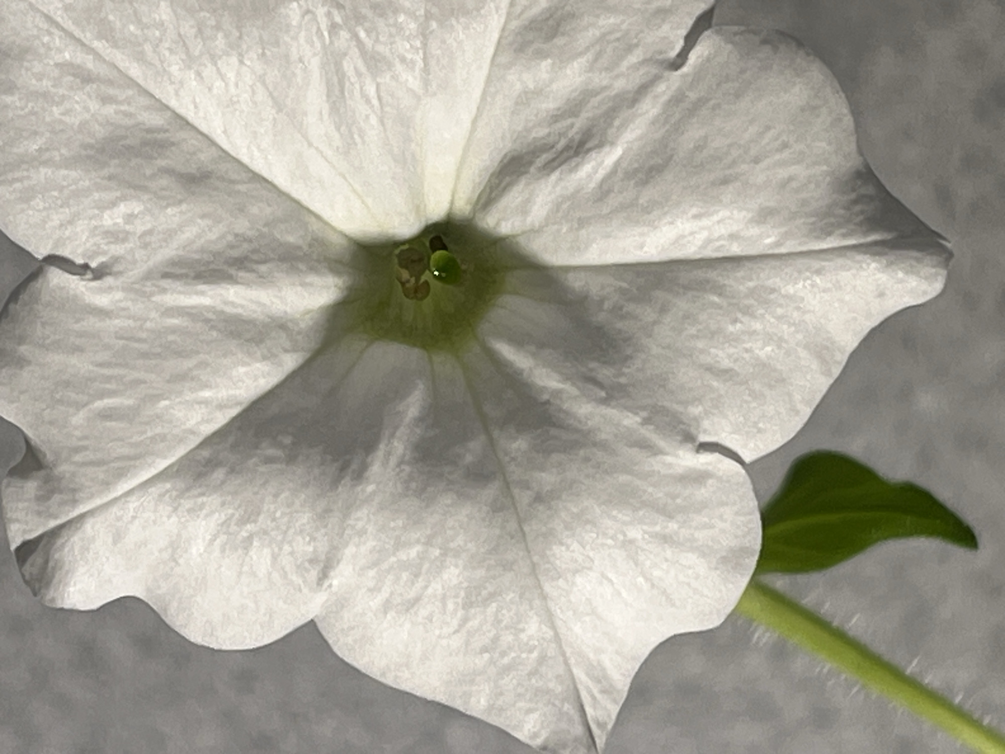 A close-up shot of a white petunia flower. The flower is the main subject and occupies most of the frame. Its petals are soft and textured, with subtle folds and creases. The center of the flower reveals a greenish hue. A stem and a leaf are visible towards the right side of the image. The background is a blurred gray. The location is Unknown, Unknown.