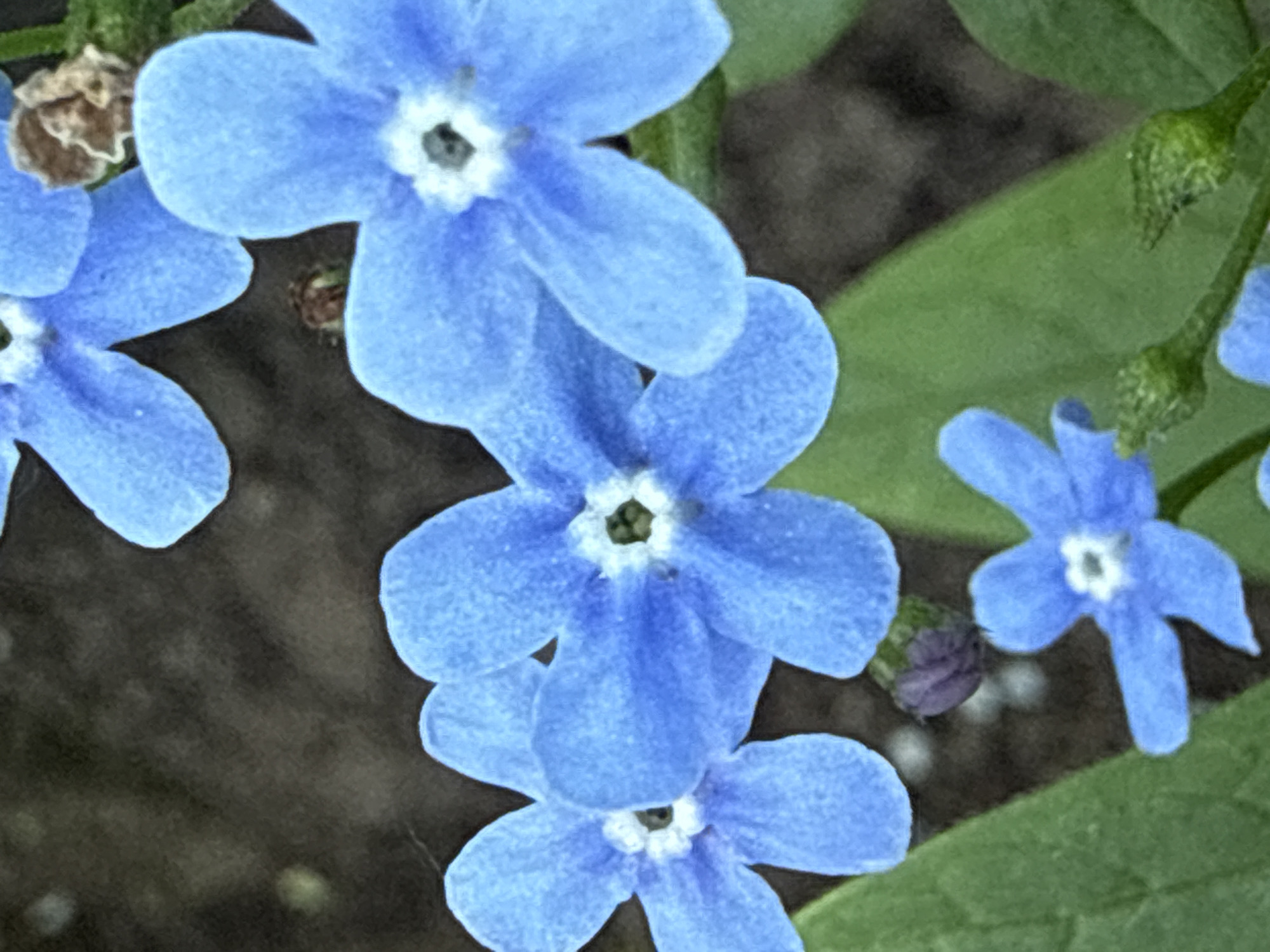The image shows a close-up view of several light blue flowers with five petals each, arranged in a cluster. Each flower has a white center. Green leaves are visible in the background, along with what appears to be soil or mulch. No people, actions, or interactions are evident. The environment appears to be a garden setting. The location is unknown, even with the reference to Rysai, Russia.