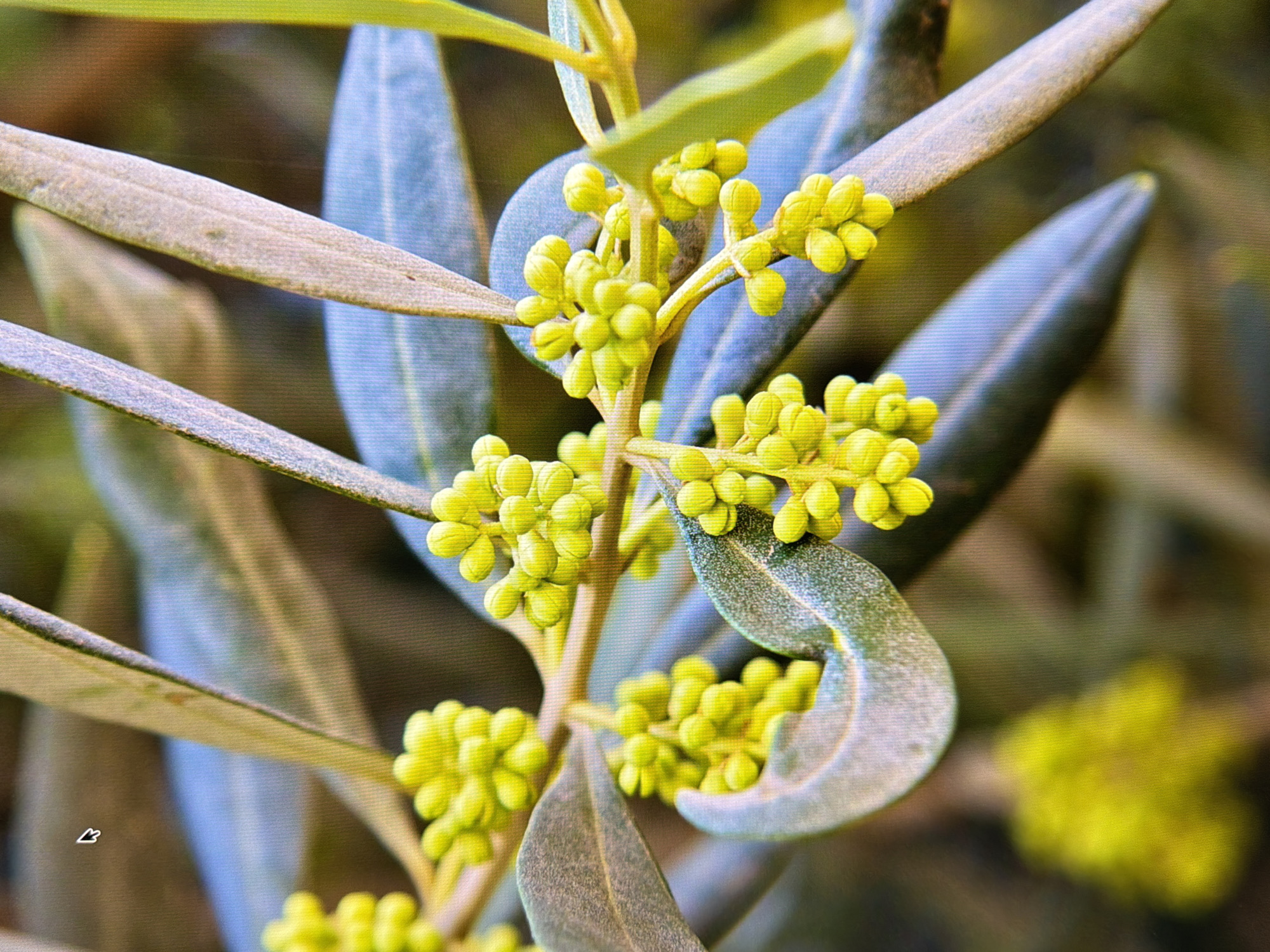 The image shows a close-up of an olive tree branch with developing flower buds. The buds are clustered together in vibrant yellow and are attached to slender stems. The olive leaves are long and narrow, with a grayish-green hue and a slightly fuzzy texture. Some of the leaves are curved, creating a dynamic shape. The background is softly blurred, with shades of green, brown, and blue, suggesting an outdoor environment. There is no indication of Kyiv, Ukraine, or any urban elements in the image; it solely focuses on the natural elements of the olive branch.