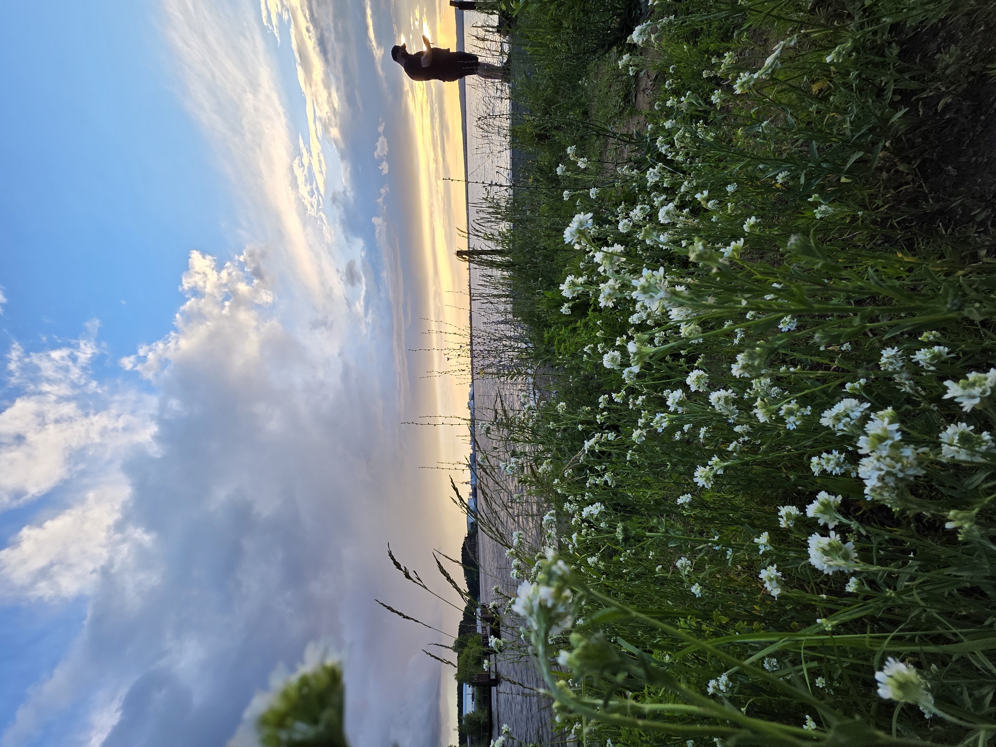 The image depicts a scenic view at Chaikovsky, Russia, during sunset. A lone individual stands silhouetted against the vibrant sky, holding what appears to be a glowing object, possibly a phone or a lantern, in their hand. The person is wearing a dark t-shirt and shorts. The setting is a grassy embankment by a body of water, likely the Kama River, given the location context. The foreground is dominated by a dense growth of small white flowers and green foliage, suggesting a natural, possibly wild, landscape. The sky is a canvas of warm hues – oranges, yellows, and soft purples – transitioning into the blue of the twilight sky, with wispy clouds adding texture. The water in the background reflects the colors of the sunset, creating a serene and picturesque atmosphere. The overall mood is tranquil and contemplative, with the individual appearing to be enjoying the peaceful end of the day. There is no visible text in the image.