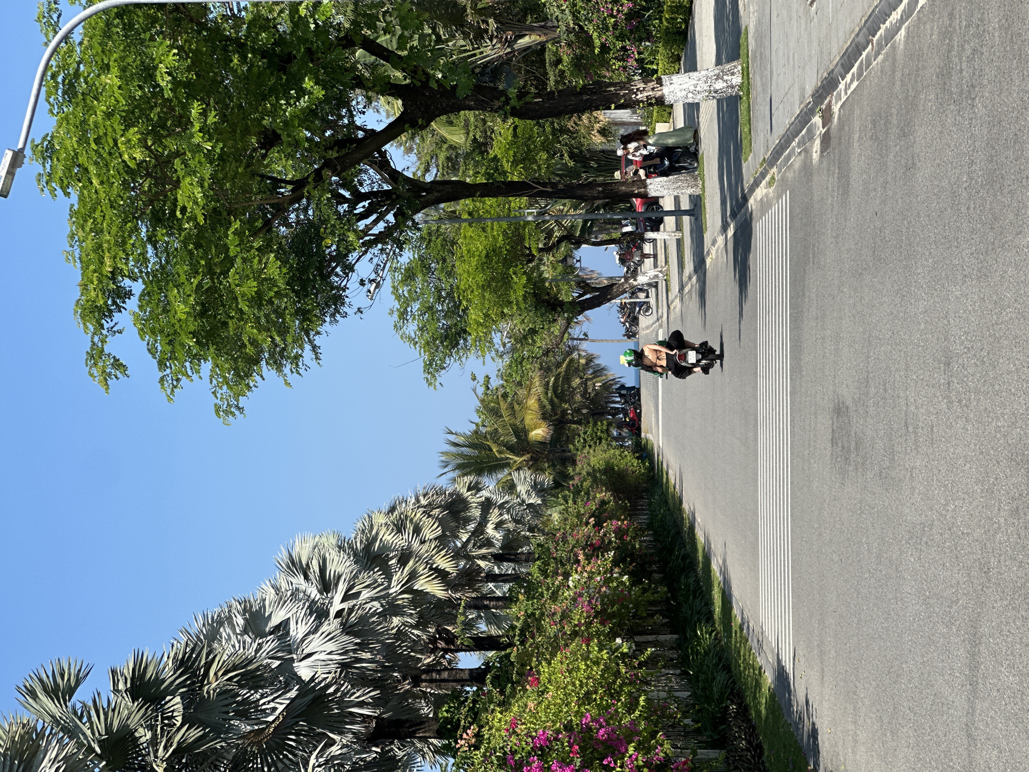 A vertical outdoor shot depicts a street scene in Đà Nẵng, Vietnam. The asphalt road extends from the foreground to the horizon, marked with a zebra crossing. A person on a scooter travels along the road. Along the left side of the road, there are palm trees and flowering bushes. Trees line the right side of the road, with parked scooters visible under their shade. Overhead, a clear blue sky is visible.