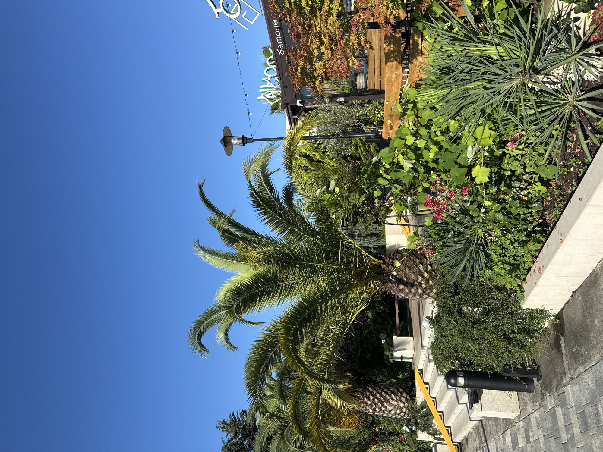 The image depicts an outdoor scene in Sochi, Russia, likely near a restaurant or establishment. Two large palm trees are prominent in the foreground, with their fronds reaching towards a clear blue sky. To the right, a building with a dark-colored facade is visible, featuring a sign with Cyrillic lettering. A lamp post stands near the palm trees, and strings of decorative lights are strung across the building.
The ground in the foreground is paved with gray cobblestones. Adjacent to the paving is a raised flowerbed filled with lush green plants, including a spiky yucca-like plant and some smaller flowering plants with pink blossoms. Behind the flowerbed, a wooden bench is visible, and further back, a set of concrete stairs with yellow handrails leads upwards.
The overall impression is one of a well-maintained, sunny outdoor area, possibly a cafe or dining space, designed to be inviting with its tropical flora. The absence of people suggests the image was taken during a quiet moment.