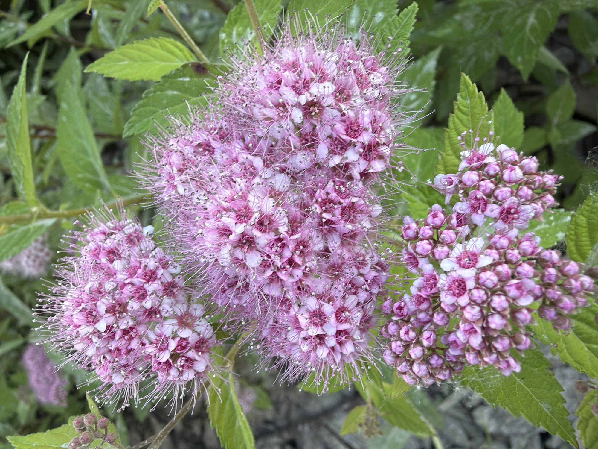 The image shows a close-up view of a cluster of pink flowers with thin, wispy stamens, possibly a type of Spiraea. The flowers are arranged in a dense, rounded inflorescence. In the foreground, a cluster of buds is visible, also in shades of pink. Green leaves with serrated edges surround the flowers. The background is out of focus, showing more foliage and a blurred, grayish surface that could be soil or a path. The lighting suggests it is daytime, and there appear to be water droplets on some of the petals and leaves, indicating recent rain or dew. There are no people or man-made objects readily identifiable in the scene. The location is described as Unknown, Unknown.