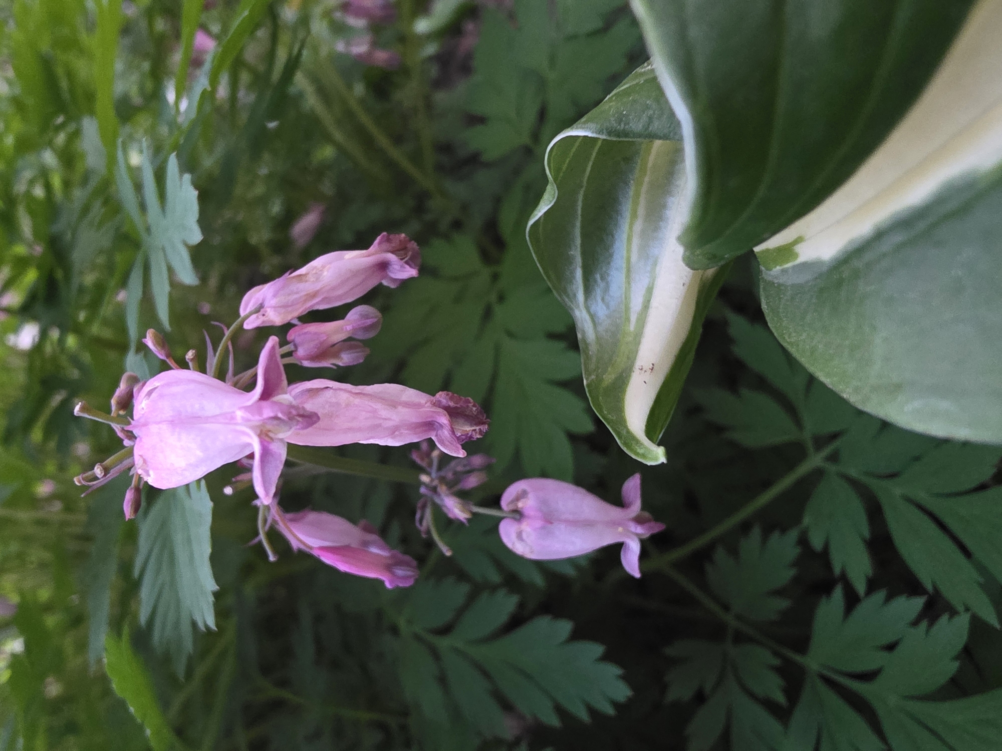 This image depicts a close-up view of several flowering plants. A distinct pink flower with multiple petals is prominent in the center left of the frame, alongside additional buds and open blossoms. A large, variegated hosta leaf, displaying green and white hues, is located on the right side of the image. The background consists of deep green foliage with finely divided leaves. The location is specified as Chaikovsky, Russia. No people are visible.