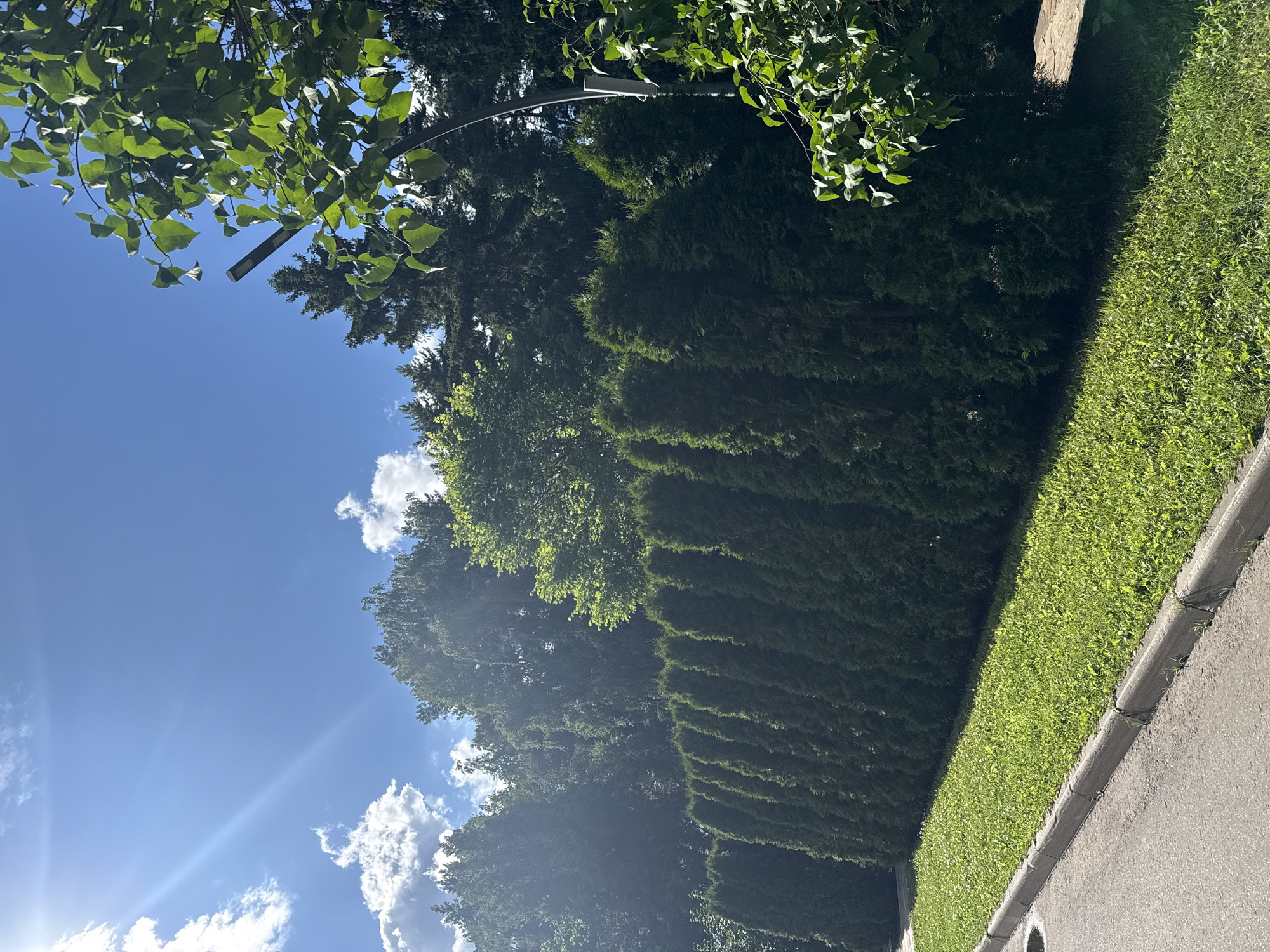 This is a sunny day in a city park. The scene features a paved sidewalk on the left, bordered by a strip of green grass. Beyond the grass is a neatly trimmed row of dark green evergreen trees, likely thuja, forming a hedge. In the background, a dense forest of various trees, including pine and deciduous varieties, stretches across the horizon under a bright blue sky with scattered white clouds. The sun is shining intensely, casting shadows and creating lens flare in the upper left corner of the image. A metal pole with a device attached is visible on the right, partially obscured by green foliage. The overall impression is one of a well-maintained urban green space. There are no people visible in the image.
