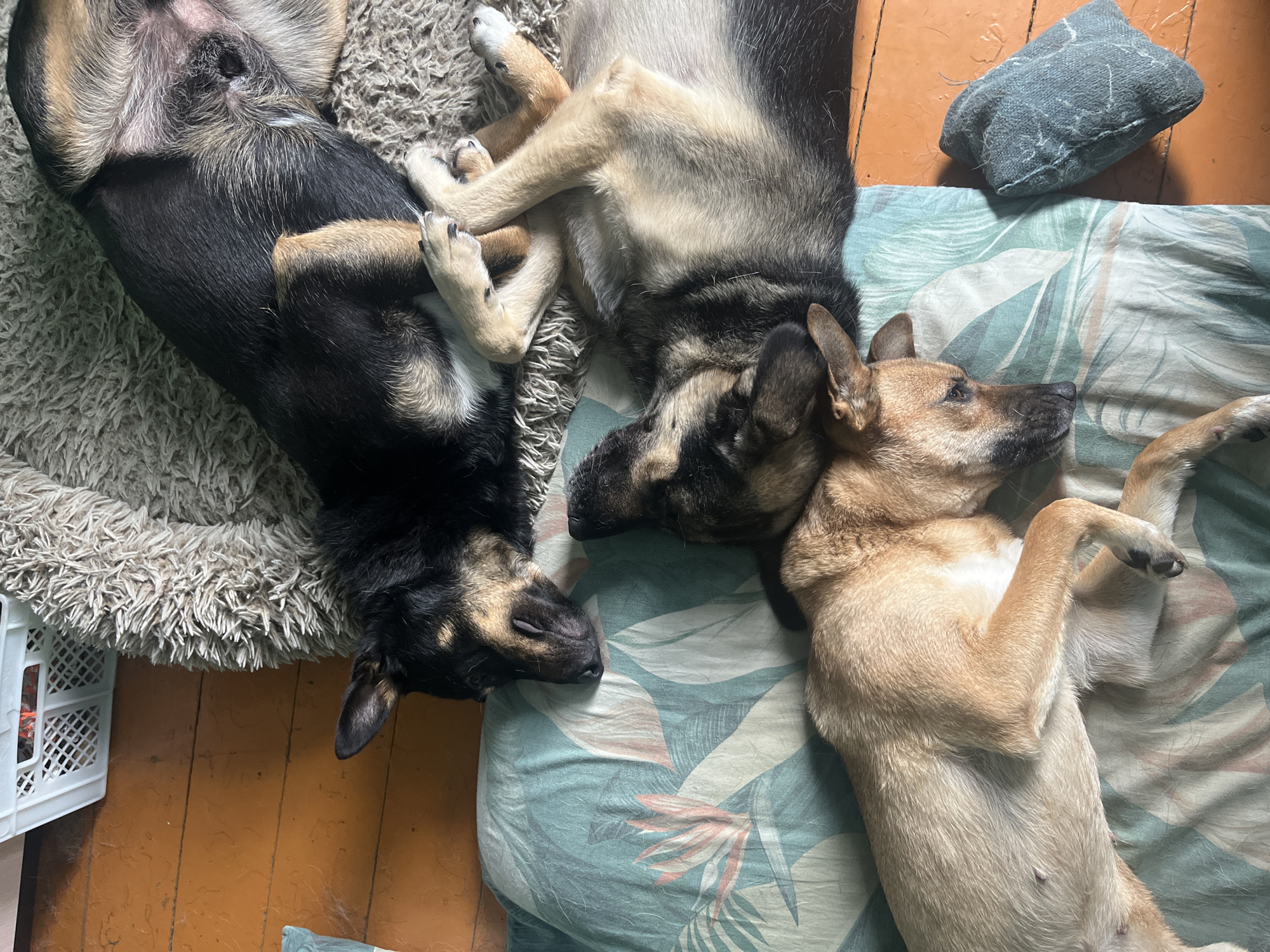 Three dogs are sleeping on a floor. One dog, primarily black with tan markings, is lying on its back on a fluffy rug. Another dog, with tan and black fur, is lying on its side on a pillow with a tropical leaf pattern. A third dog, with tan fur, is also lying on its side on the same pillow, nestled against the second dog. The floor is made of wooden planks. A white plastic crate is visible in the upper left corner. A small grey object, possibly a dog toy, is on the floor to the right of the dogs. The image does not contain any information about the specific location in Nizhny Tagil, Russia, beyond it being an indoor setting.