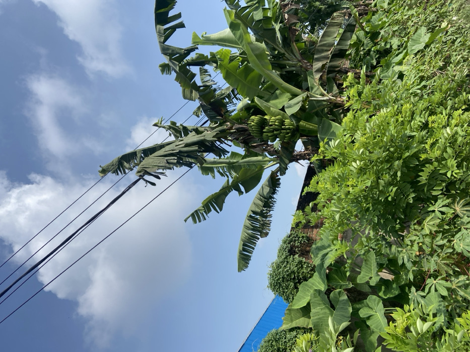 The image shows a banana tree with a cluster of green bananas growing on it, located in a small garden in the Margaasih, Indonesia region, near the coordinates -6.942, 107.555. The tree is surrounded by lush green foliage and several power lines run overhead, spanning across a bright blue sky with white clouds. There are no people or animals in the scene. A section of a blue wall is visible behind the banana tree. The scene appears to be in a residential area. The garden is in full bloom.