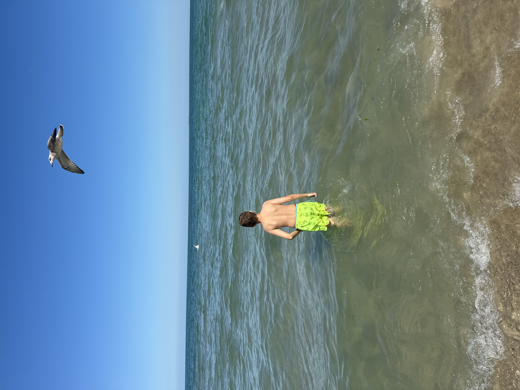 The image, taken from a high angle, depicts a young boy wading into the sea at a beach in Varna, Bulgaria. He is wearing bright green swim trunks with a patterned design and blue trim. The water is clear with visible ripples, and the sandy bottom is discernible through the shallow depths. To the left of the boy, a seagull is captured in mid-flight against a clear blue sky. Another seagull is visible in the distance, flying closer to the water. The scene suggests a sunny day, likely in the afternoon, with calm weather conditions. The ocean stretches out to the horizon, meeting the expansive blue sky. The overall impression is one of a peaceful summer day at the seaside, with the boy enjoying the water and the birds gracefully navigating the open air. There is no visible text in the image.