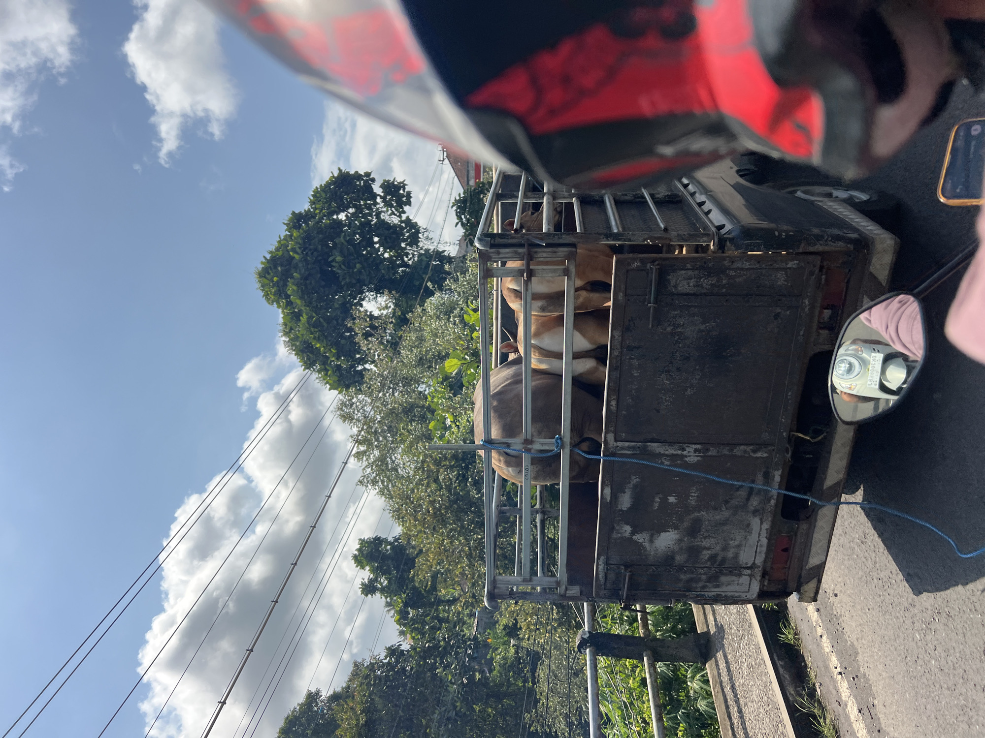 A truck carrying several cows is on a road in Gianyar, Indonesia. The truck is open-topped with a metal cage, and the cows are visible inside. The road appears to be paved and is lined with trees and vegetation. The sky is blue with scattered clouds. The photo is taken from the perspective of someone on a motorcycle, with a portion of their helmet visible in the foreground. A side mirror reflects the motorcycle and its rider, who is wearing a pink hoodie. A cell phone is also visible in the rider's hand. The environment suggests a rural or semi-rural area in Indonesia.