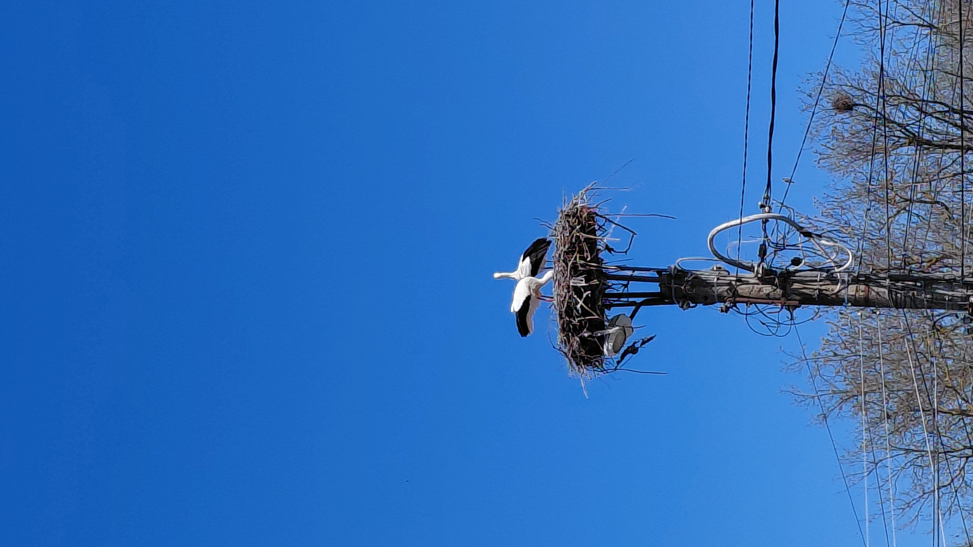 The image depicts a clear blue sky, with a utility pole extending diagonally across the frame from the lower right. The pole is topped with a large, stick-and-straw nest, apparently constructed by a pair of storks. One stork is perched in the nest, while the other appears to be taking flight from the nest. The utility pole is cluttered with wires and equipment. In the background, leafless trees suggest it is either late autumn or early spring.