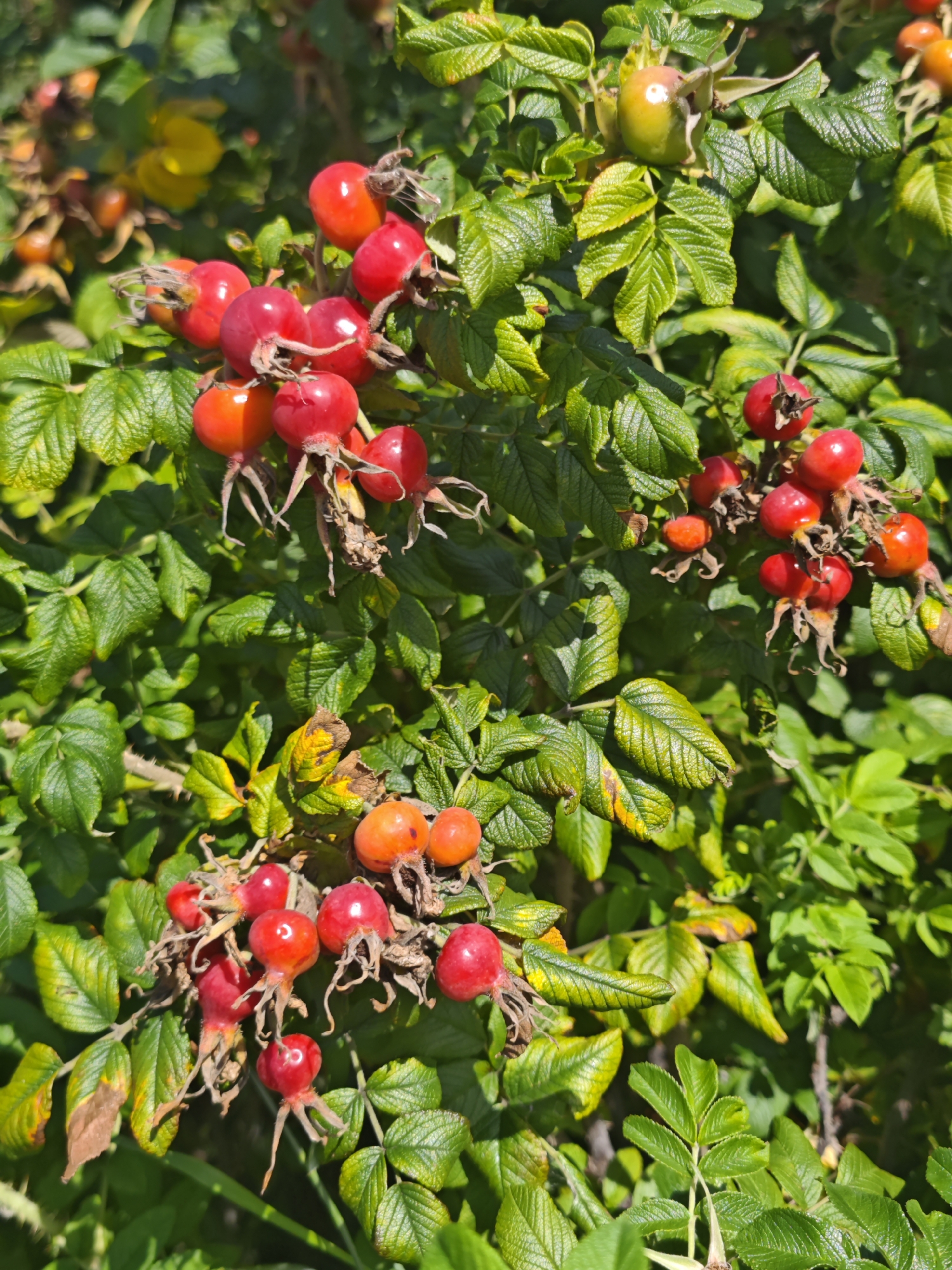 A close-up, top-down shot captures a cluster of vibrant red rose hips, some tinged with orange, amidst glossy green leaves on a sunny day. The rose hips, ranging in size, are clustered together, with some appearing more ripe and plump than others. The leaves exhibit a textured, slightly serrated edge and are illuminated by the sunlight, casting subtle shadows. A single green rose hip with developing red hues is visible higher up in the frame, along with some yellowing and dried leaves, suggesting the progression of seasons. The background is a blur of green foliage, indicating a densely vegetated area. The image appears to be taken in Shushary, Russia, likely in an outdoor natural setting such as a park, garden, or natural landscape. There are no people or animals visible in the image.