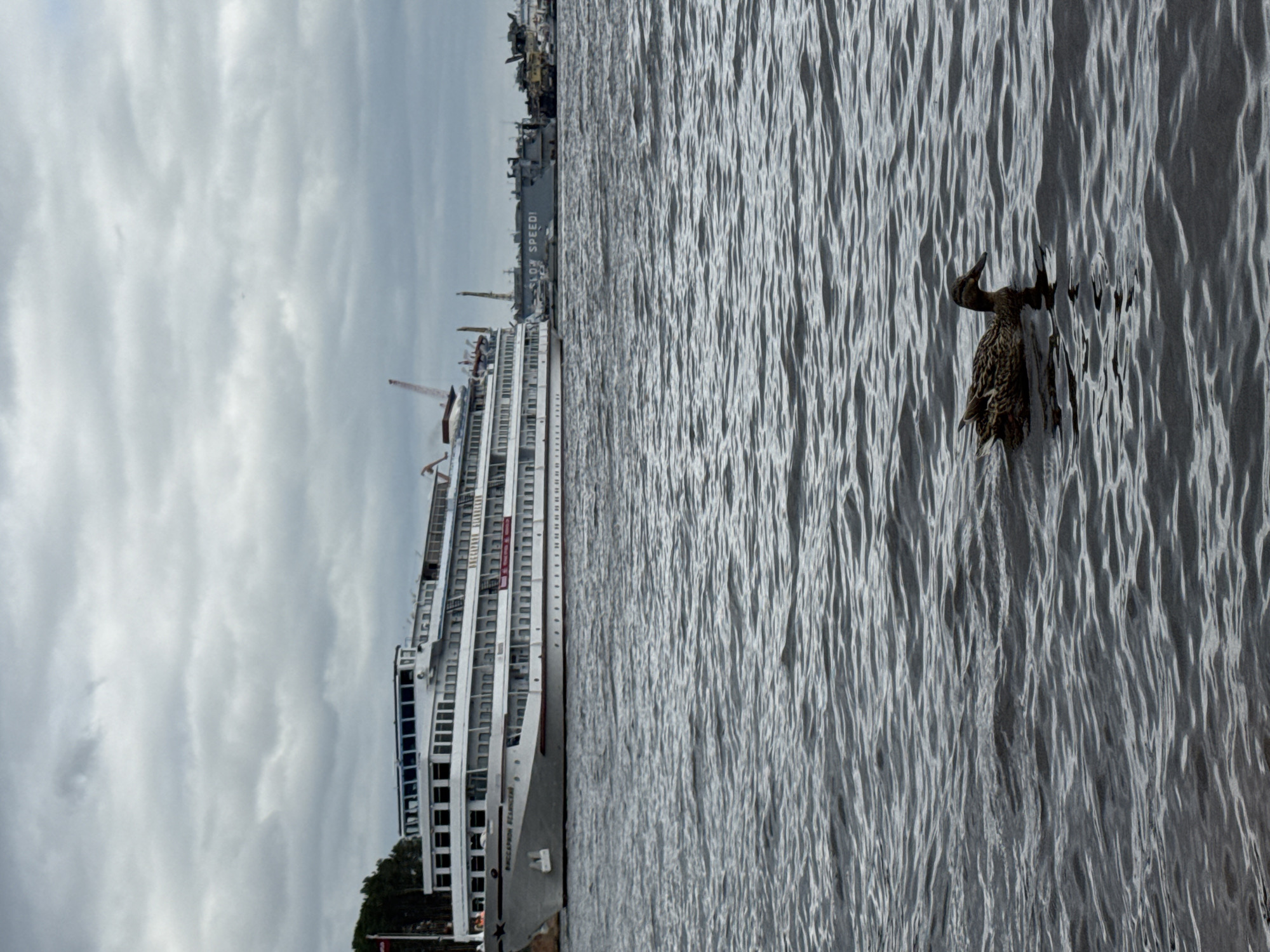 A large, white river cruise ship, identified by the Cyrillic lettering "БУССАРОВ ВЛАДИМИР" on its hull, is docked in the foreground on the right side of the frame. The ship has multiple decks and windows. To the right of the cruise ship, several other vessels and industrial structures are visible, including a gray ship with the words "SLOW SPEED!" painted on its side and what appears to be a crane. In the lower right quadrant of the image, a single duck swims in the dark, rippling water of the Kama River. The sky above is overcast with gray clouds. The scene is set in the city of Chaikovsky, Russia, likely near its river port facilities on the Kama River.