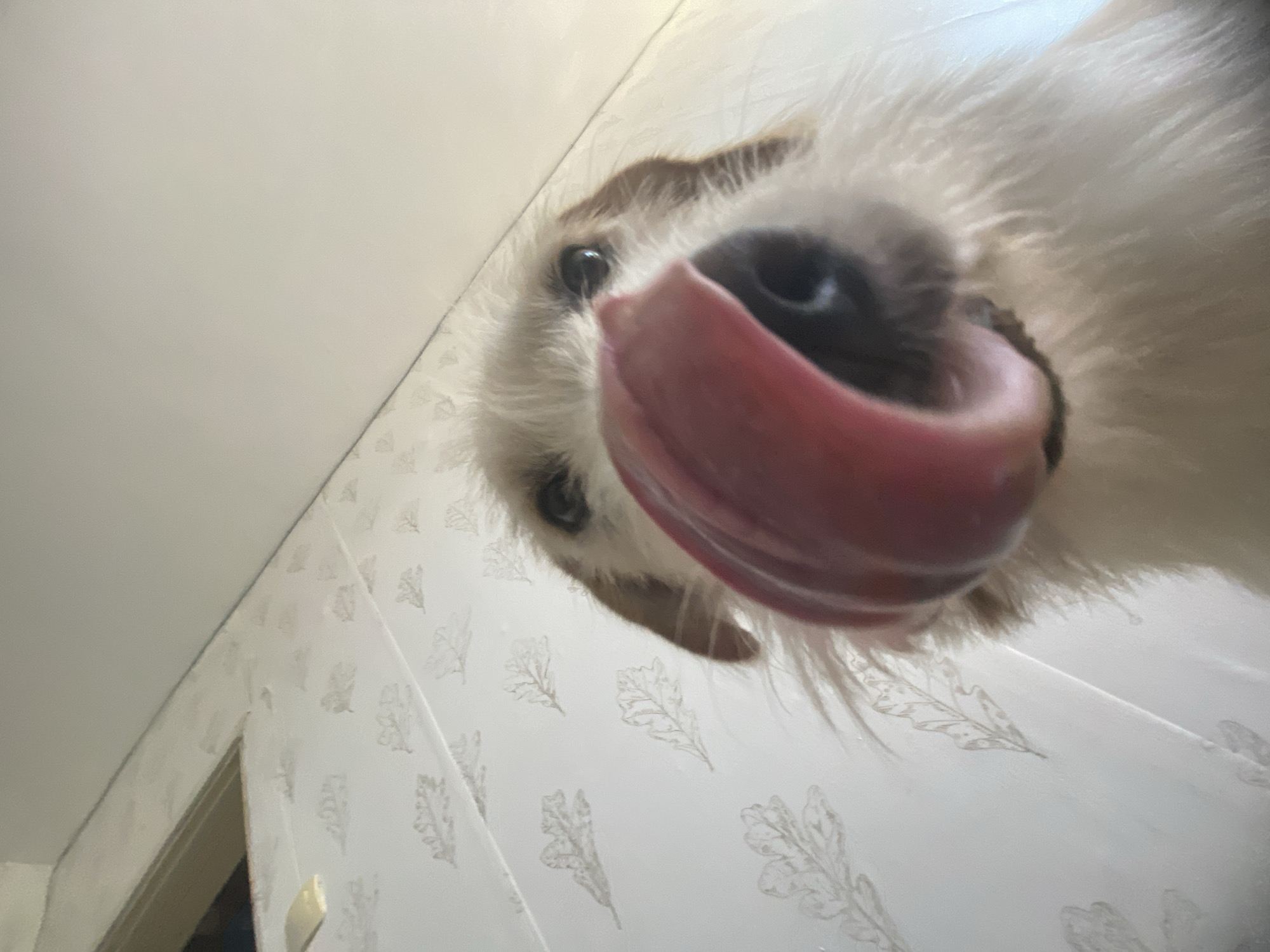 The image is a close-up, low-angle shot of a dog with its tongue extended. The dog has white and brown fur and appears to be looking directly at the camera. The background consists of patterned wallpaper and a light-colored ceiling. The dog's nose and a large portion of its pink tongue dominate the foreground. There are no discernible elements in the image that would allow for the determination of its location within the city of Blagoevgrad, Bulgaria, or any specific environmental context beyond what is immediately visible.