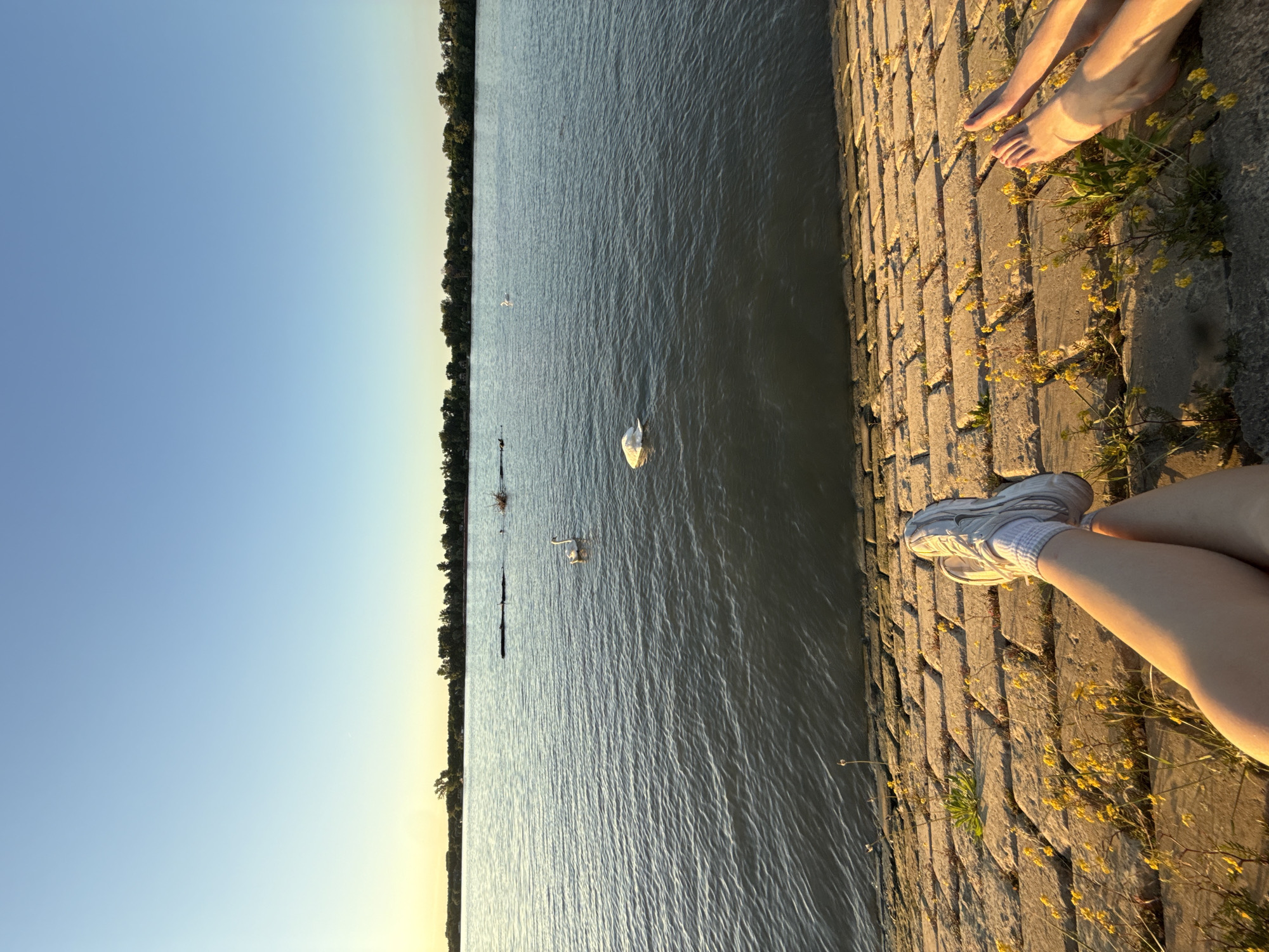 The photo depicts a waterside scene, likely taken in Belgrade, Serbia. The setting is a paved walkway bordered by a body of water, where several swans are visible. On the walkway, two pairs of legs are present. One pair is barefoot while the other wears white athletic shoes and socks. Yellow flowers are scattered along the walkway, growing between the stones. The sky is clear with a slight gradient, suggesting either early morning or late afternoon light. The buildings and trees are seen across the water.