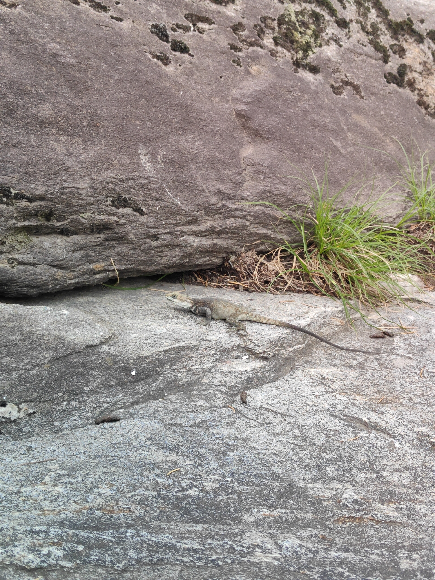 A lizard is positioned on a gray, textured rock surface, facing to the right with its body angled slightly forward. The lizard appears to be resting, with its tail extended to the right behind it. Behind the lizard, a large, rough gray rock formation dominates the upper portion of the image. To the right of the lizard, a patch of green grass grows from the rock. The overall environment appears to be outdoors, with natural rock and vegetation. There is no indication of the city of Goshal, India in the image.