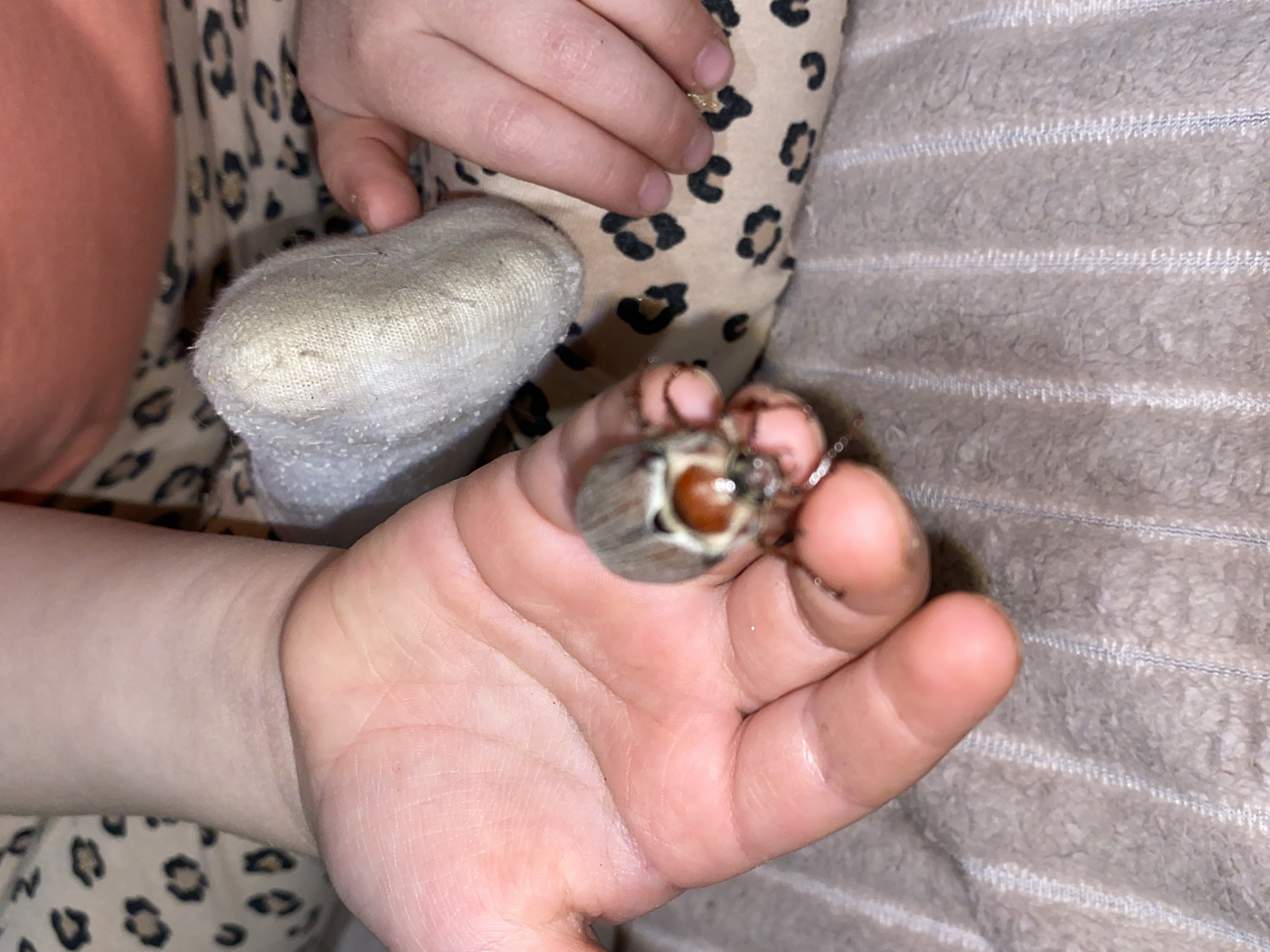 A child's hand holds a maybug beetle. The child is wearing a light-colored sock and is sitting on a surface with a leopard print pattern next to a textured beige fabric. The location is unknown and there's no information indicating the image was taken in Votkinsk, Russia.