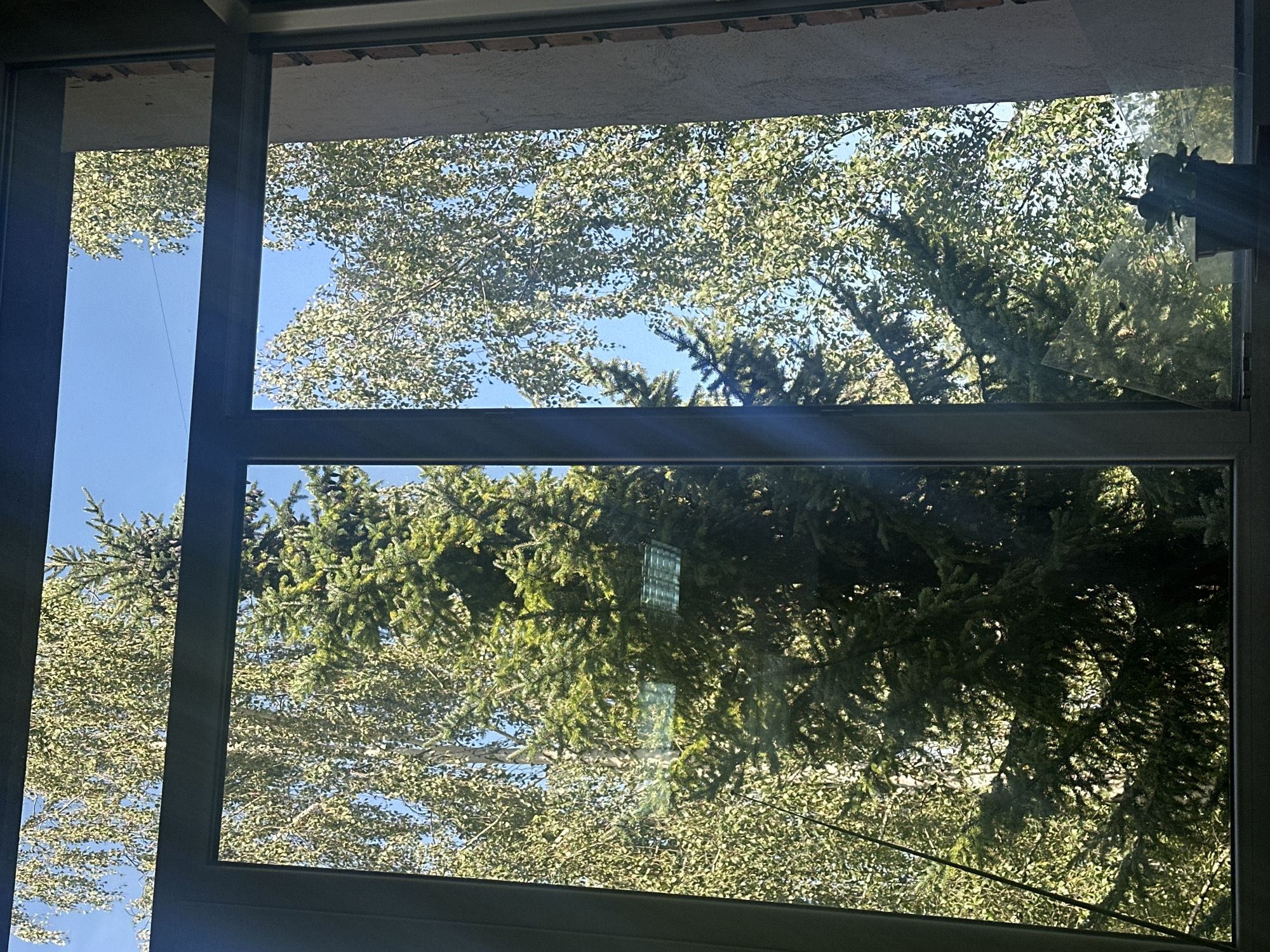 A view through a large window reveals trees and a blue sky. The window is divided into two panes by a vertical mullion and a horizontal bar. The left pane shows a large evergreen tree with dense foliage, and behind it, a deciduous tree with lighter green leaves. The right pane shows another deciduous tree with a brick wall to the far right. Sunlight streams through the foliage, creating highlights and shadows. A fluorescent light fixture is visible through the evergreen tree in the left pane. In the bottom right corner of the right pane, a dark object, possibly a potted plant, is visible.