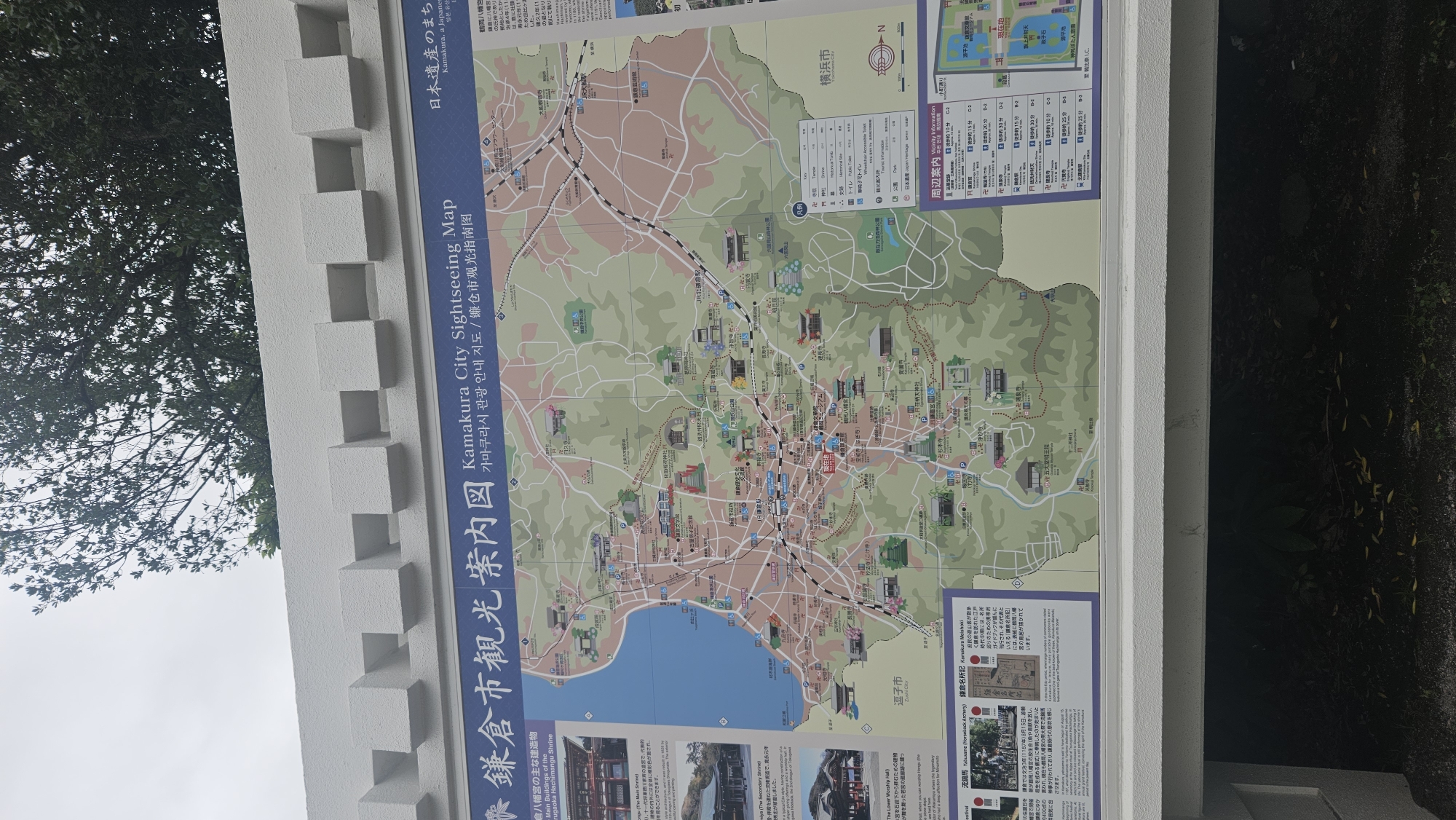 This is a photograph of a large, detailed map titled "Kamakura City Sightseeing Map". The map is mounted on a white, textured wall with a crenellated top edge, suggesting it is outdoors. The map itself is colorful and displays various landmarks, roads, and geographical features of Kamakura, Japan. Text is present in Japanese, English, and possibly Korean.
Key elements visible on the map include:
* **Kamakura's coast and bay:** The western edge of the map shows the coastline and what appears to be the bay.
* **Urban areas and transportation:** Numerous streets, train lines (marked with "JR"), and train stations are depicted.
* **Temples and shrines:** A multitude of religious sites are marked with icons, such as a torii gate symbol and a temple roof symbol. Several specific temple names are visible, including "鶴岡八幡宮" (Tsurugaoka Hachimangu Shrine), "長谷寺" (Hasedera Temple), and "建長寺" (Kenchoji Temple).
* **Parks and other points of interest:** Green areas representing parks, museums (like the "鎌倉国宝館" - Kamakura National Treasure House), and other tourist attractions are marked.
* **Information panels:** Sections on the left and right sides of the map provide additional information. The left panel details "鶴岡八幡宮の主な建造物" (Main Buildings of Tsurugaoka Hachimangu Shrine) with images and descriptions. The right panel, labeled "周辺案内" (Surrounding Information) and "Visibility Information", contains a table with locations, distances, and estimated walking times to various sites, along with a scale bar indicating 500 meters.
* **Directional indicators:** A compass rose on the right side of the map shows "N" for North.
The surrounding environment visible in the photograph includes a large tree with green foliage and branches overhanging the top of the map and the white wall. The lighting suggests an overcast day. The photograph is taken from a slightly low angle, looking up at the map.