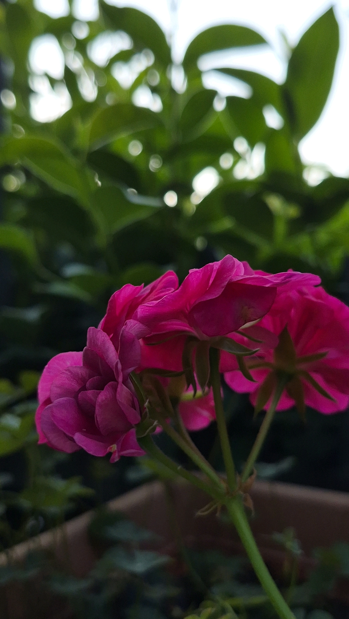 A shallow depth of field shot focuses on a cluster of vibrant magenta flowers in the foreground, with their delicate petals slightly unfurling. The flowers are supported by thin green stems. In the background, out-of-focus green leaves and bright bokeh circles create a soft, diffused effect. The overall impression is one of natural beauty and gentle light. The image does not contain any recognizable landmarks or features that would indicate its location within a city.