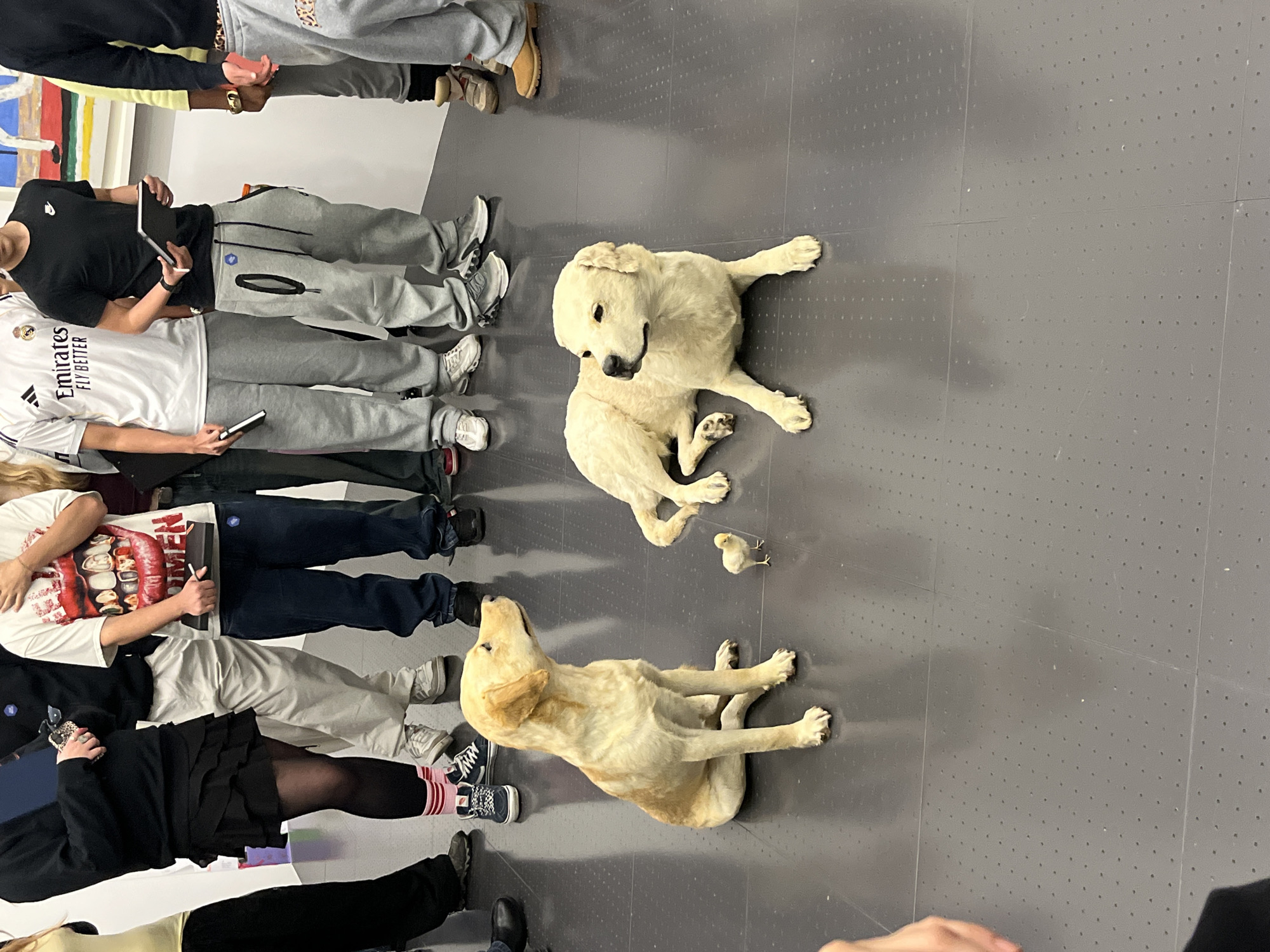The photograph captures a scene inside what appears to be an art gallery, likely in Metz, France. A group of people stand casually in a semi-circle. In the foreground there are two dog-like figures that are statues, possibly of a golden retriever and one of a yellow labrador. There is also a very small chick in between them. The background of the image consists of what appears to be artwork on the wall. The floor is a dark, neutral color.